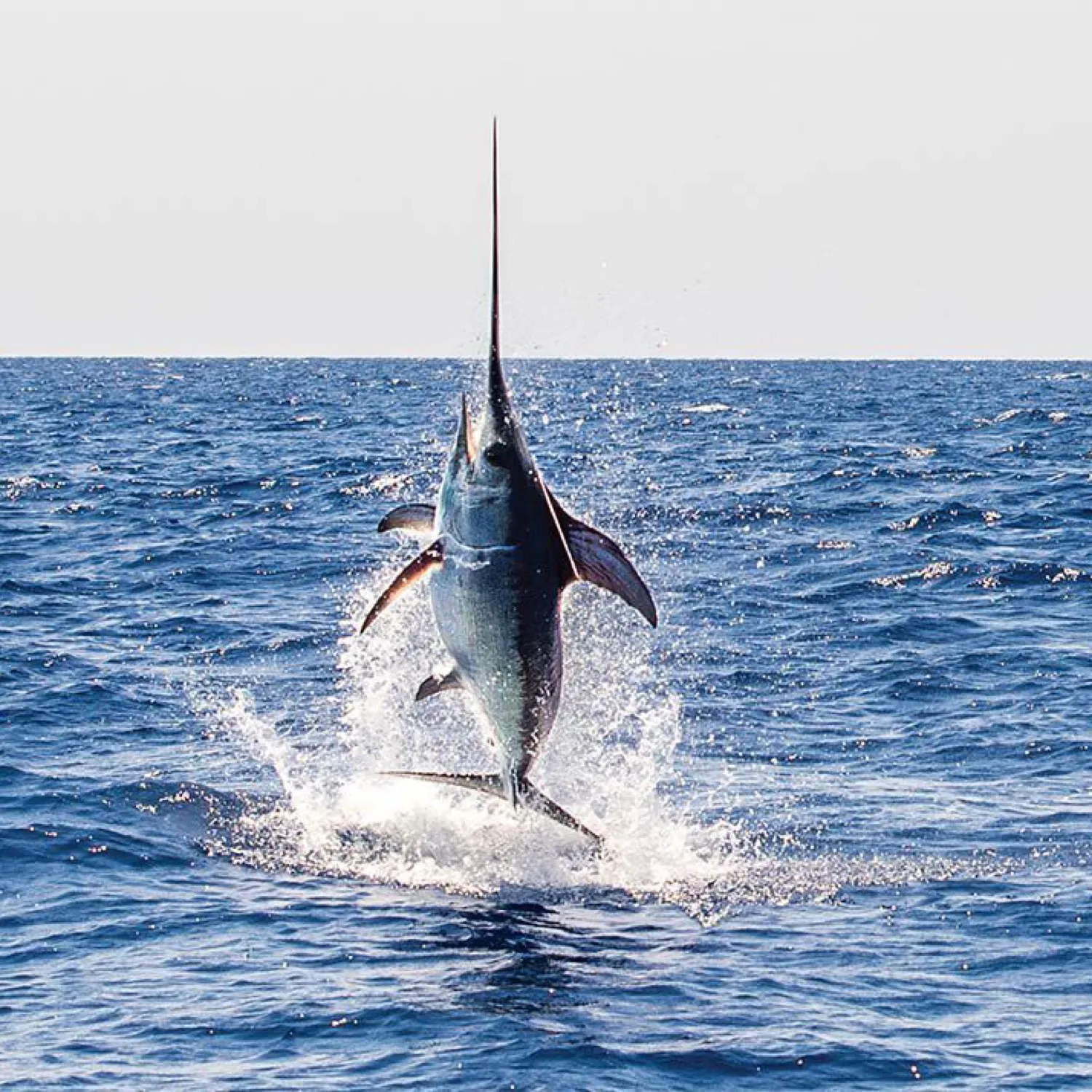 The most popular recent Swordfish catch on Fishbrain