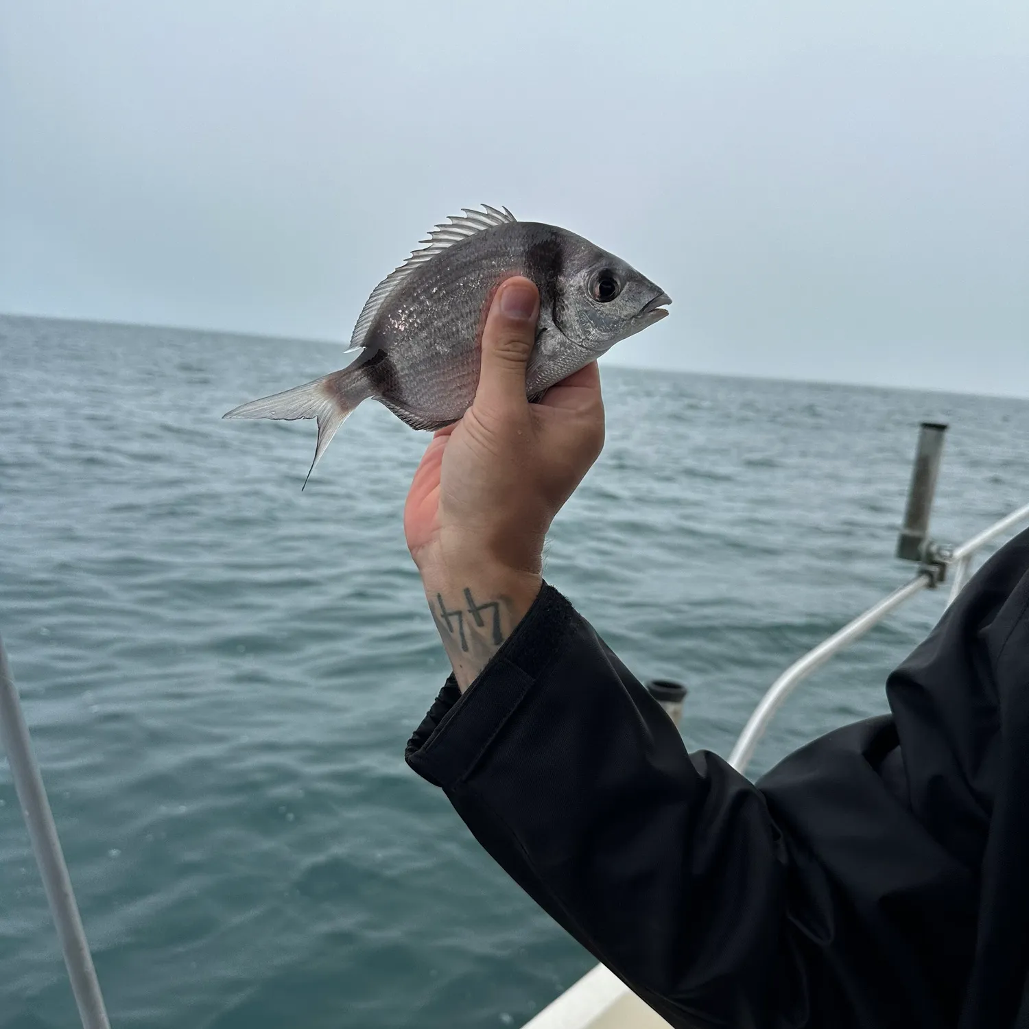 The most popular recent Common two-banded seabream catch on Fishbrain