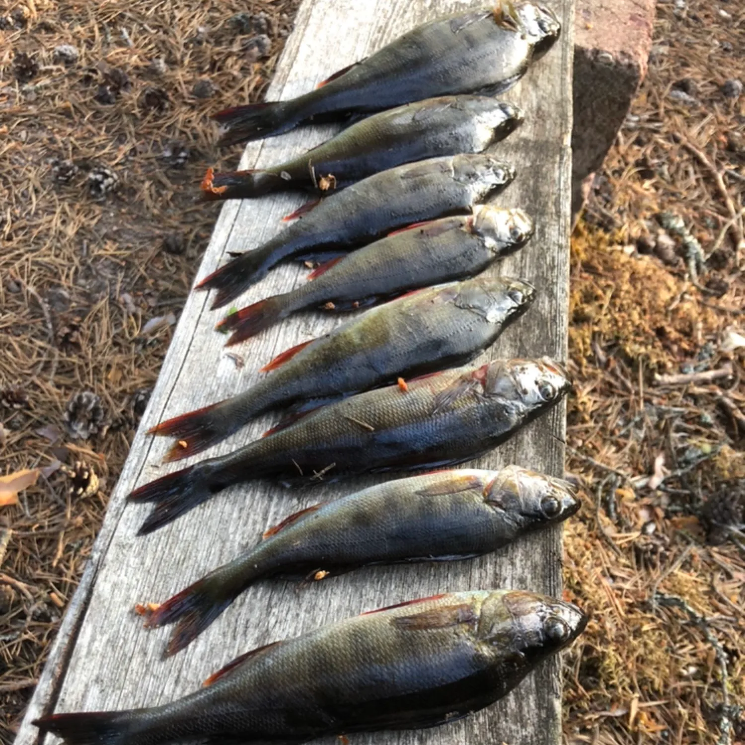 recently logged catches