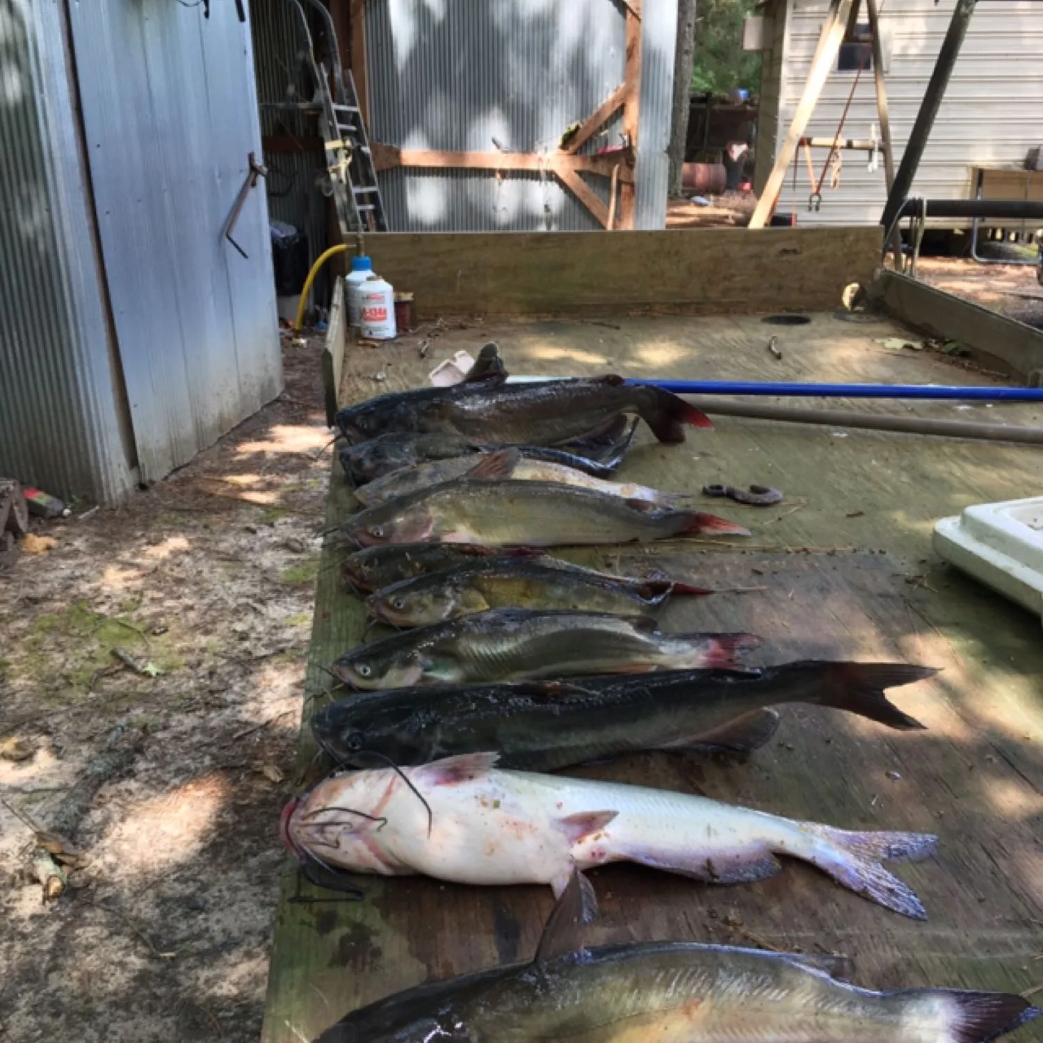 recently logged catches