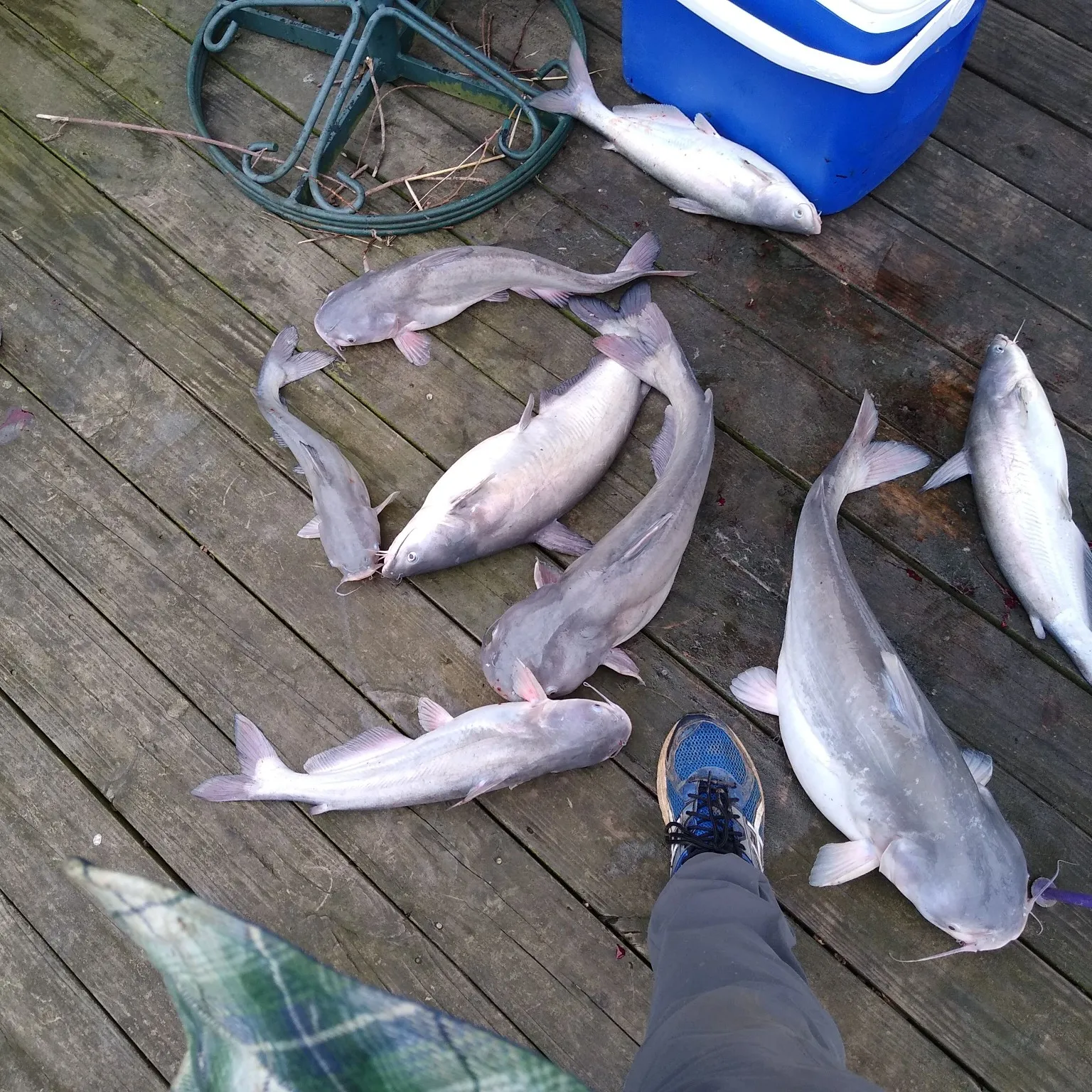 recently logged catches