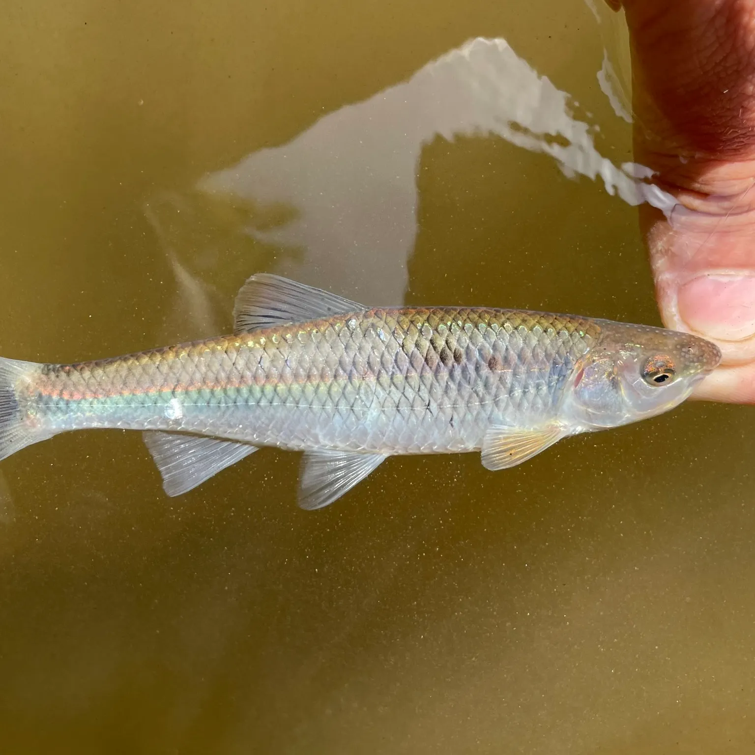 The most popular recent Whitetail shiner catch on Fishbrain