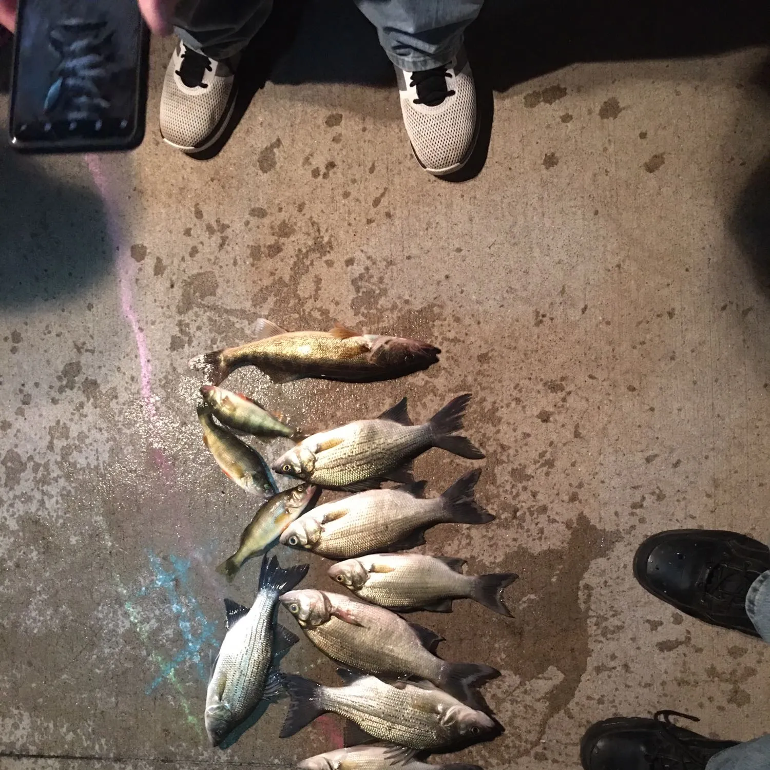 recently logged catches