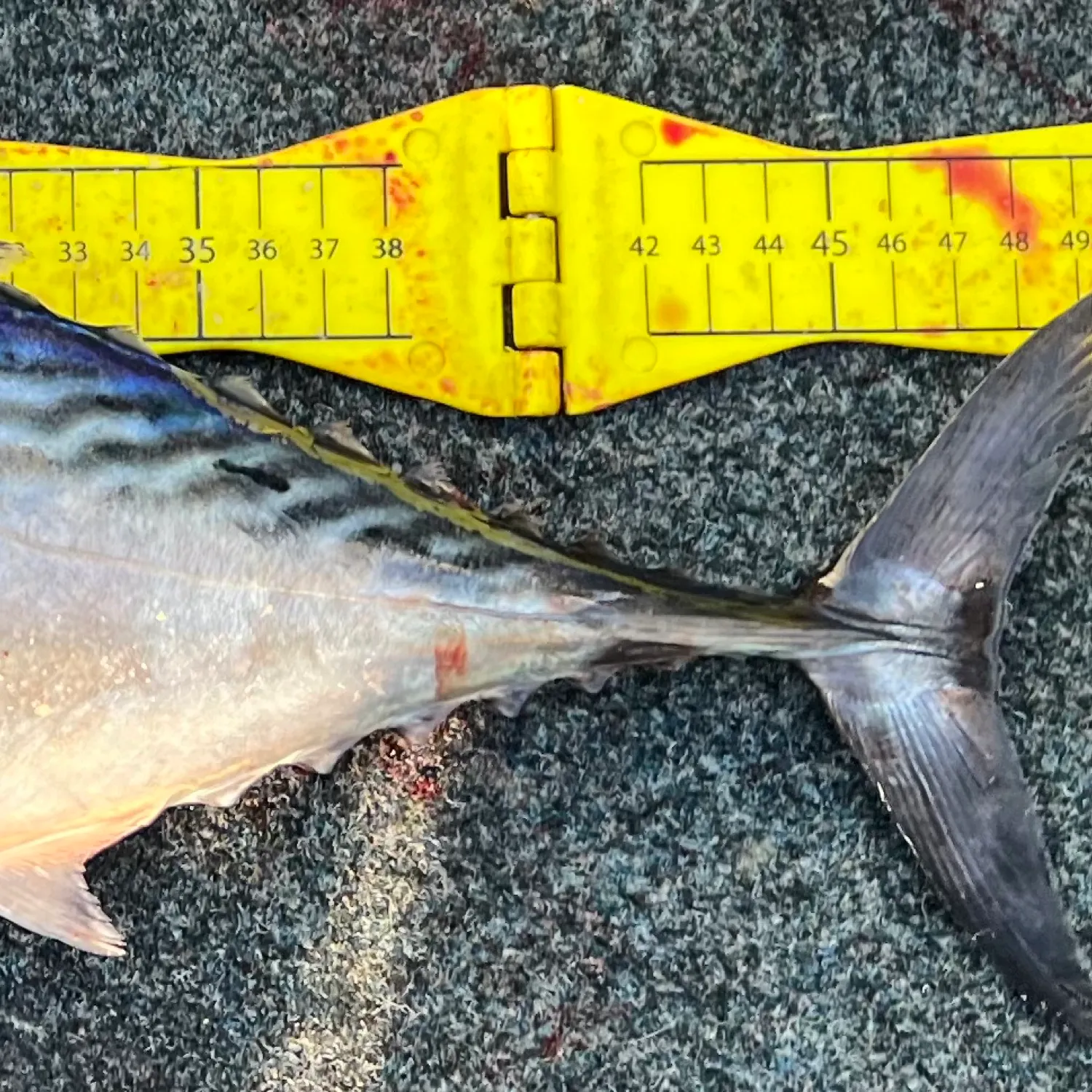 The most popular recent Kawakawa catch on Fishbrain