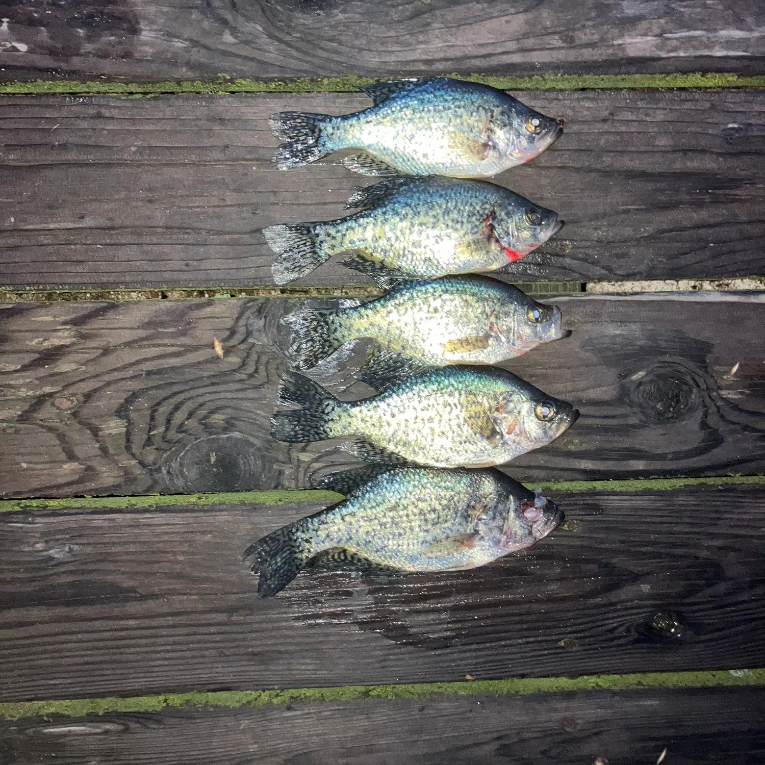 recently logged catches