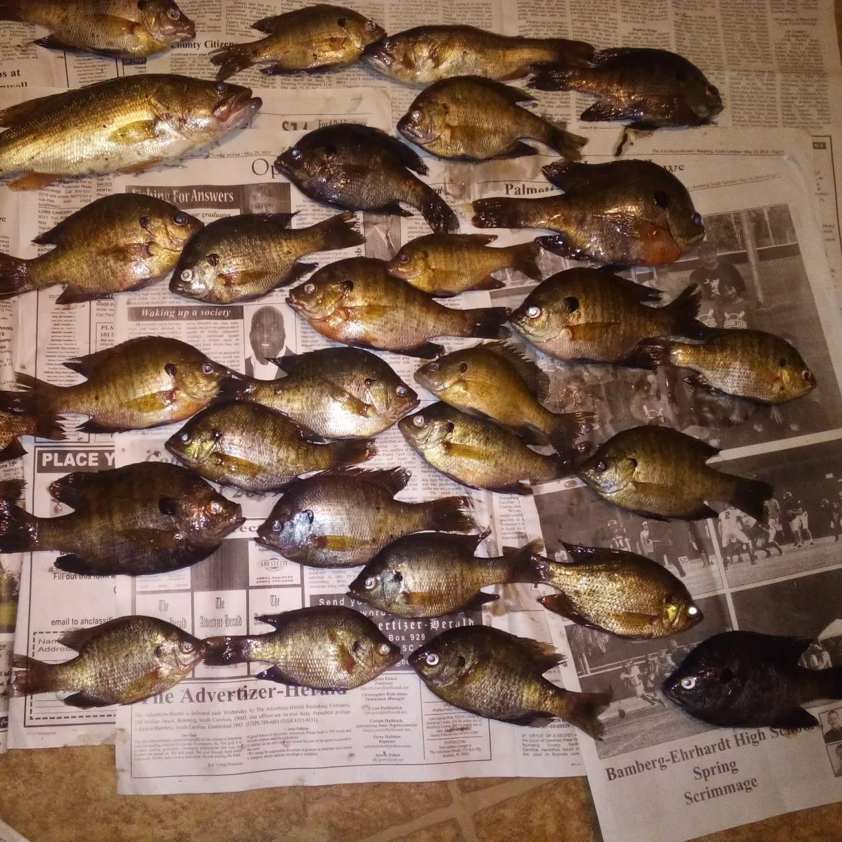 recently logged catches