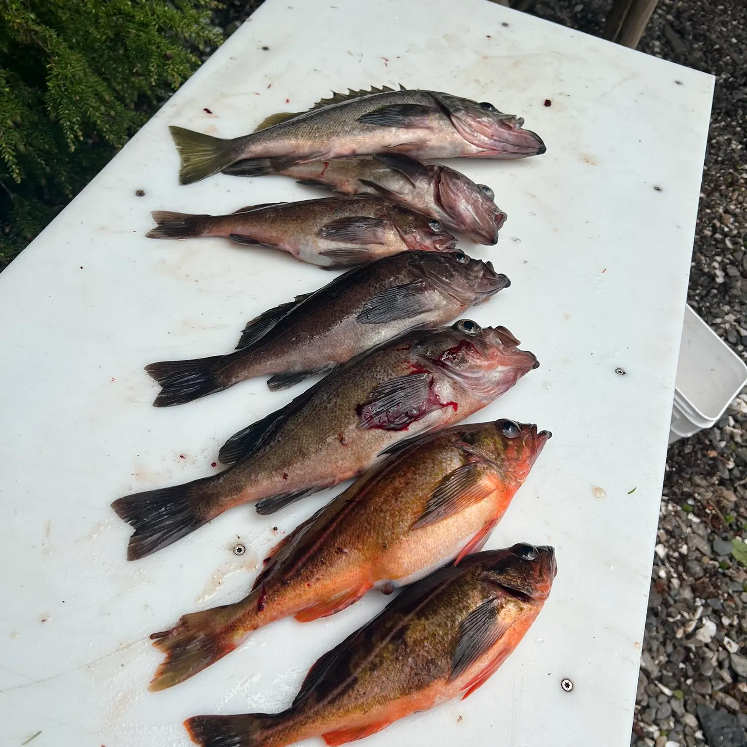 recently logged catches