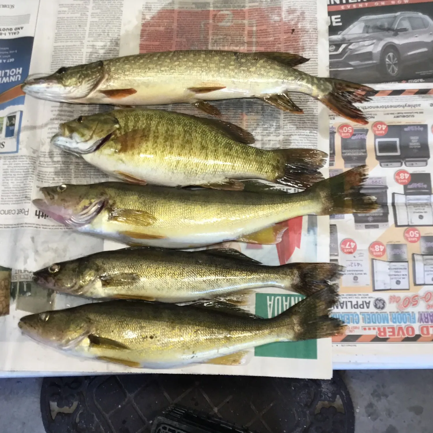 recently logged catches