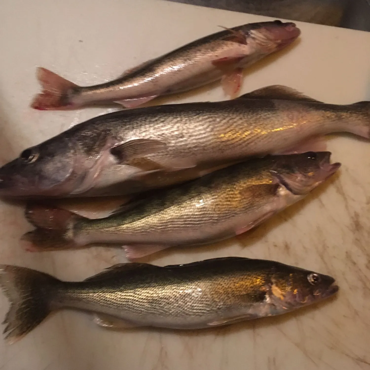 recently logged catches