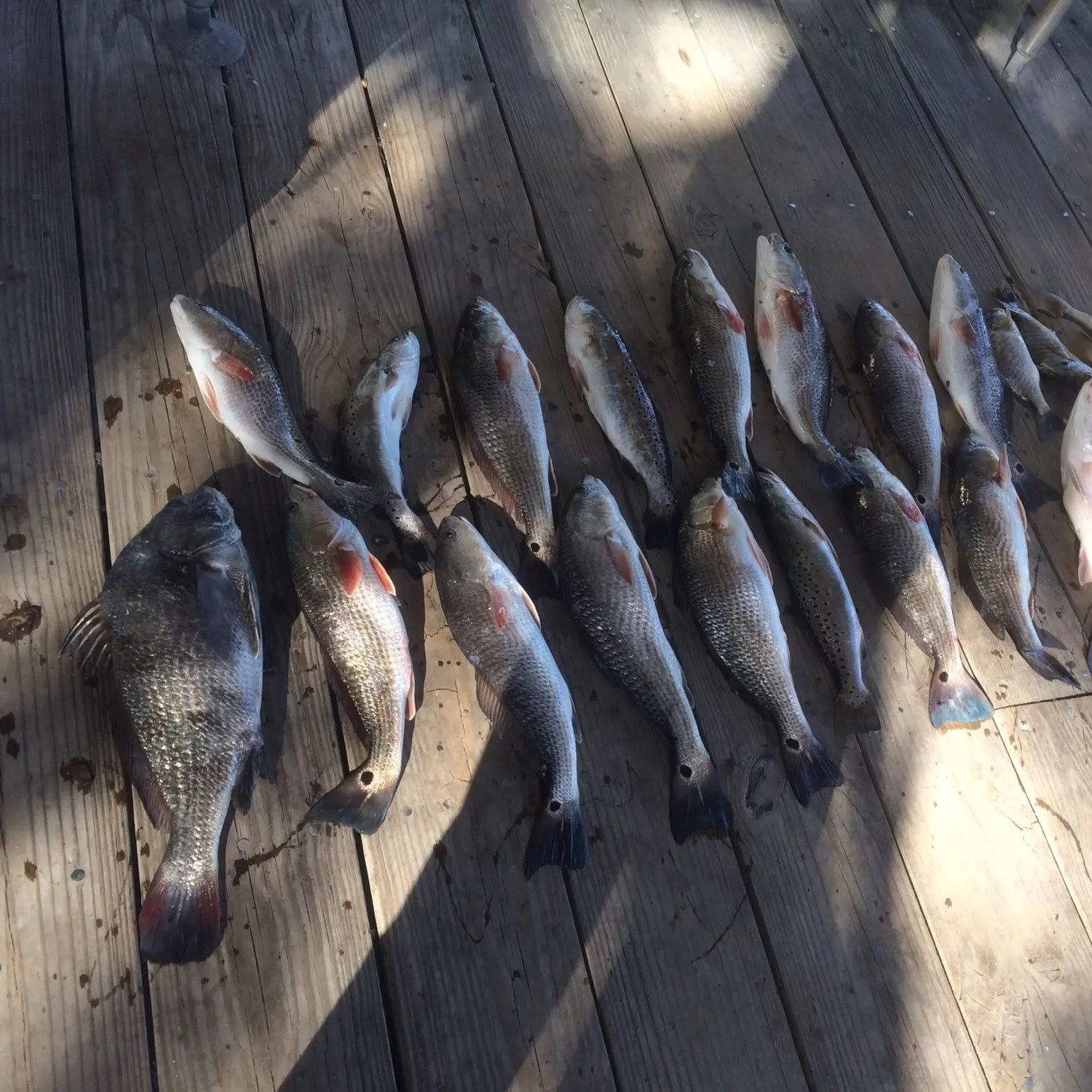 recently logged catches