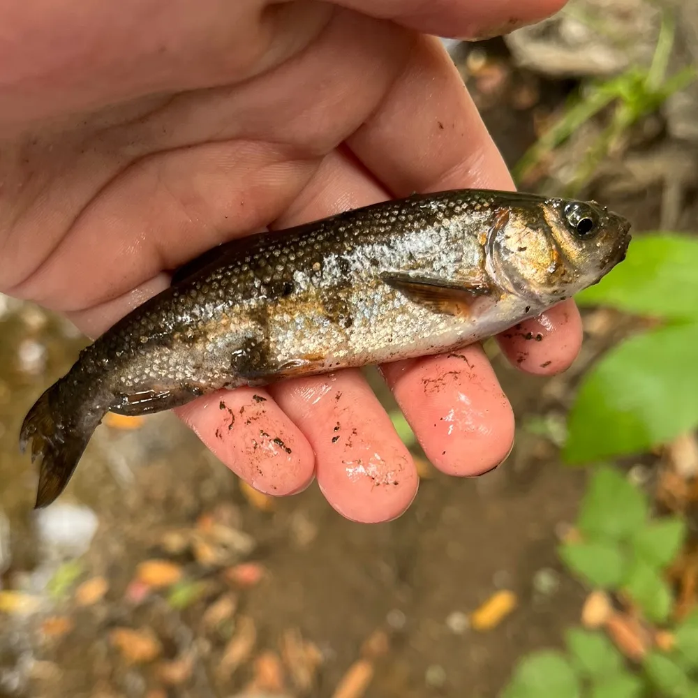 The most popular recent White shiner catch on Fishbrain