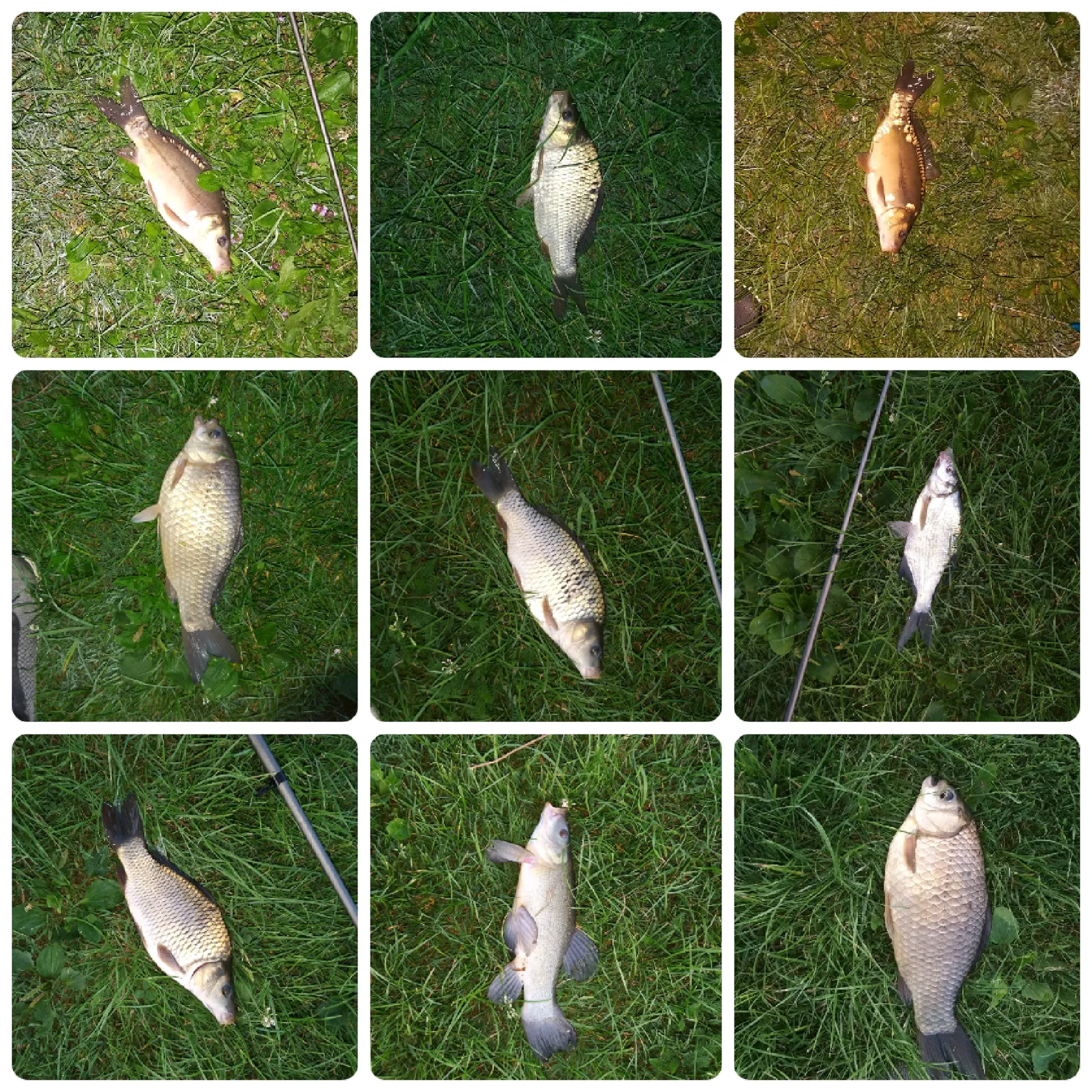 recently logged catches