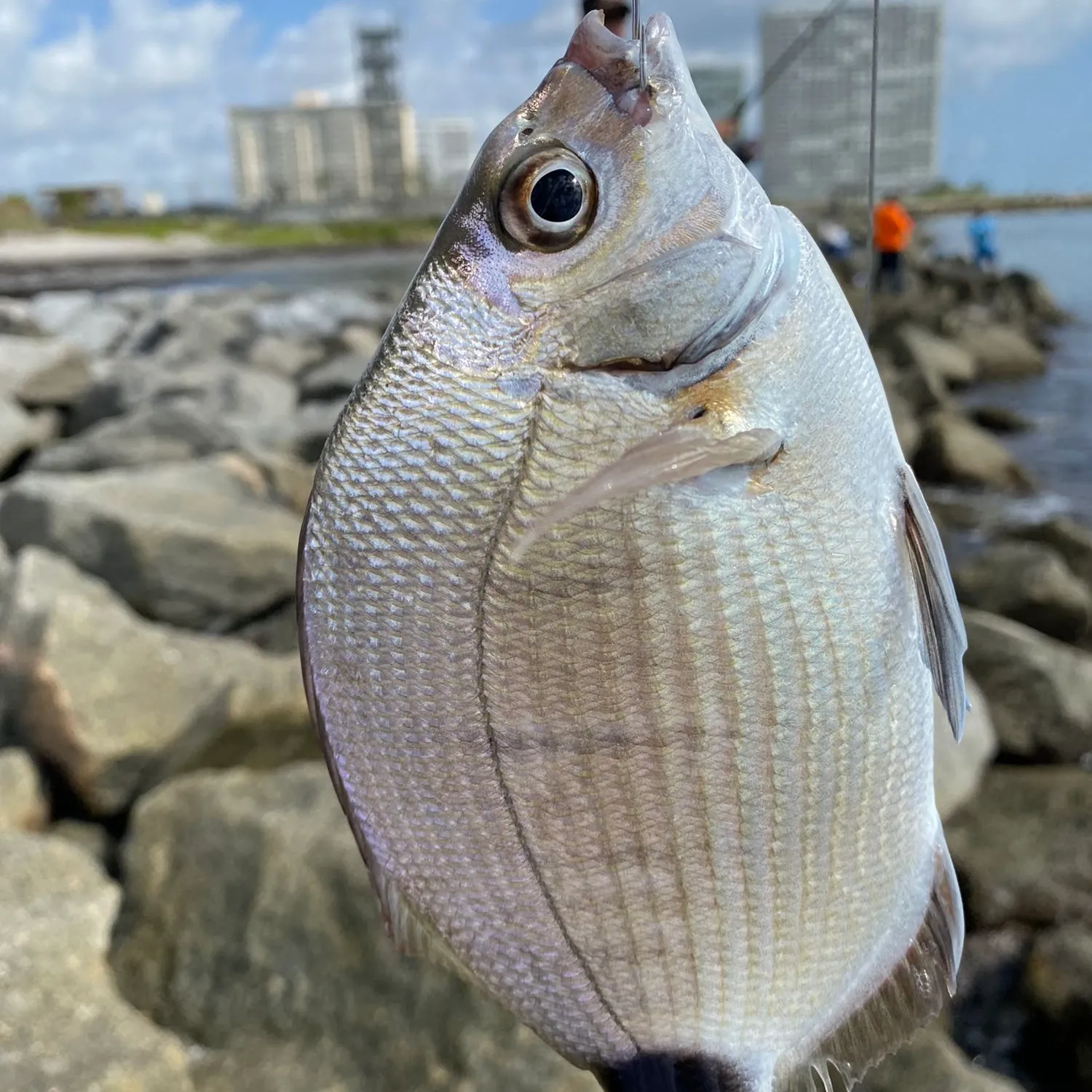 The most popular recent Silver porgy catch on Fishbrain