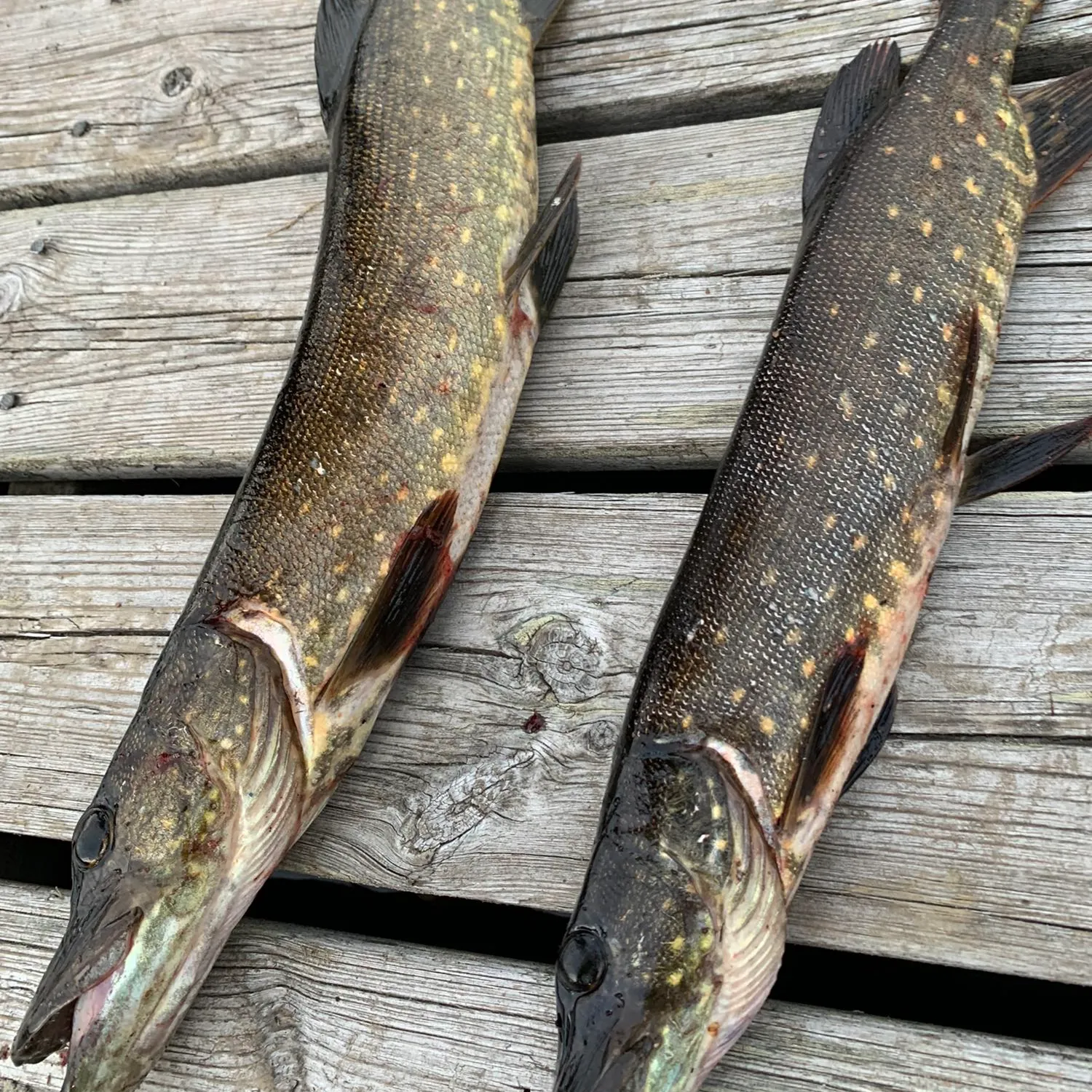 recently logged catches