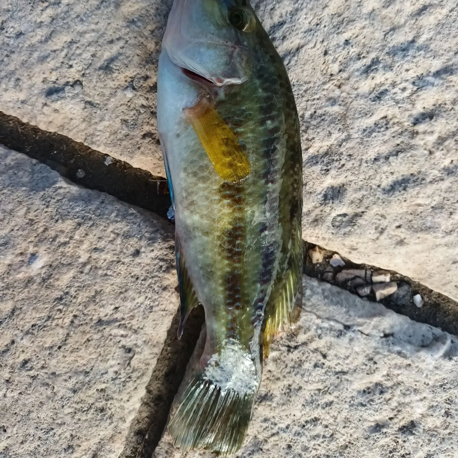 The most popular recent East Atlantic peacock wrasse catch on Fishbrain