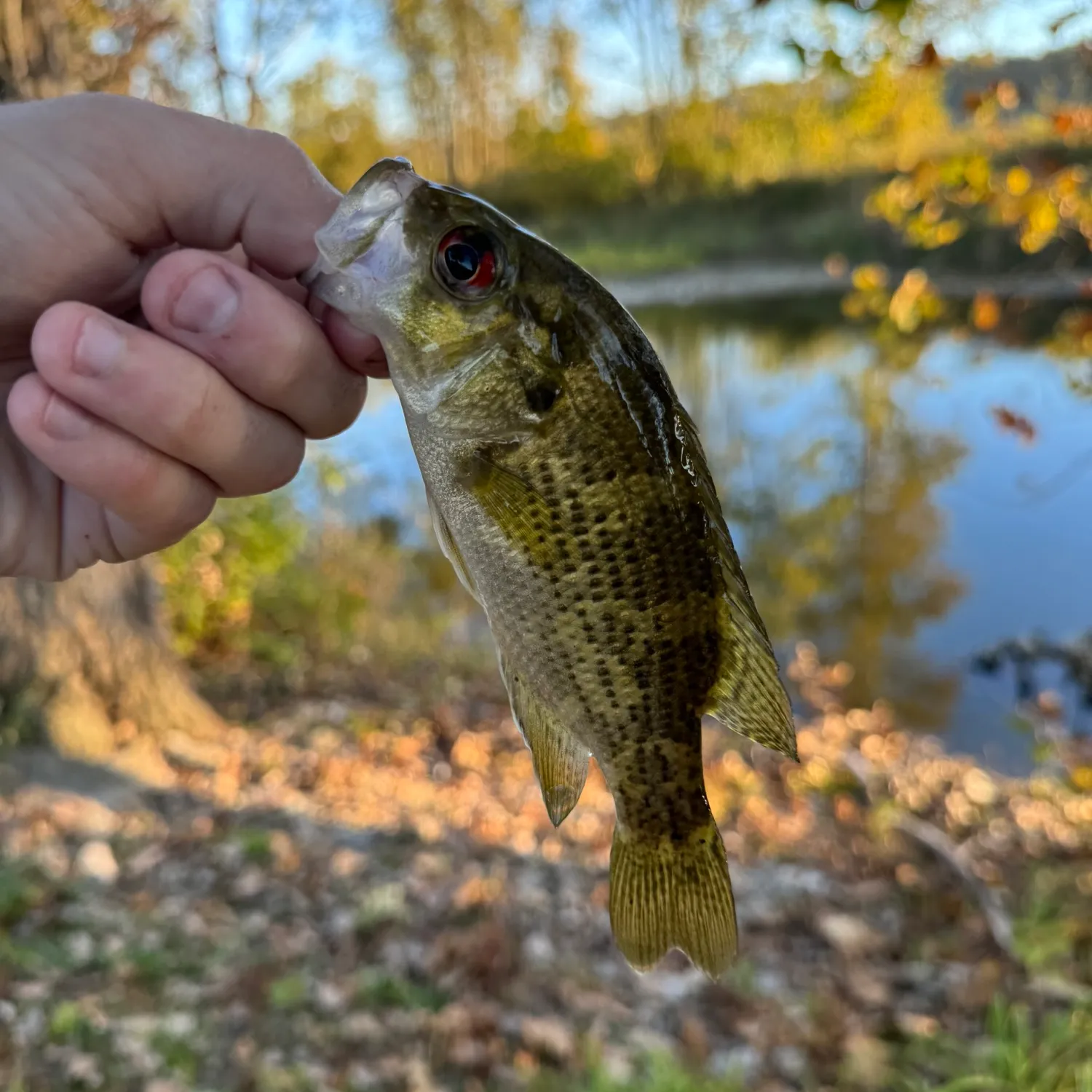 The most popular recent Shadow bass catch on Fishbrain