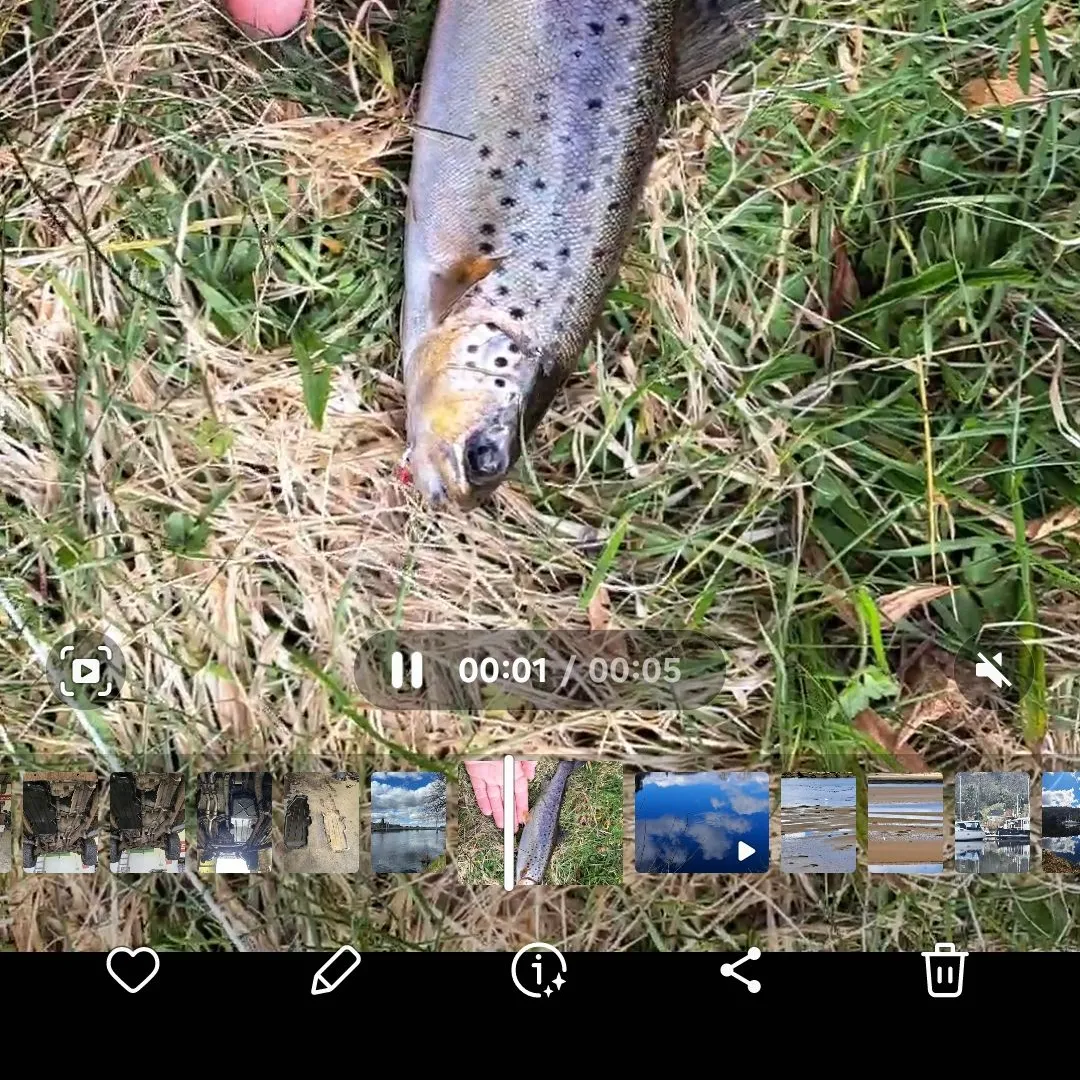 recently logged catches