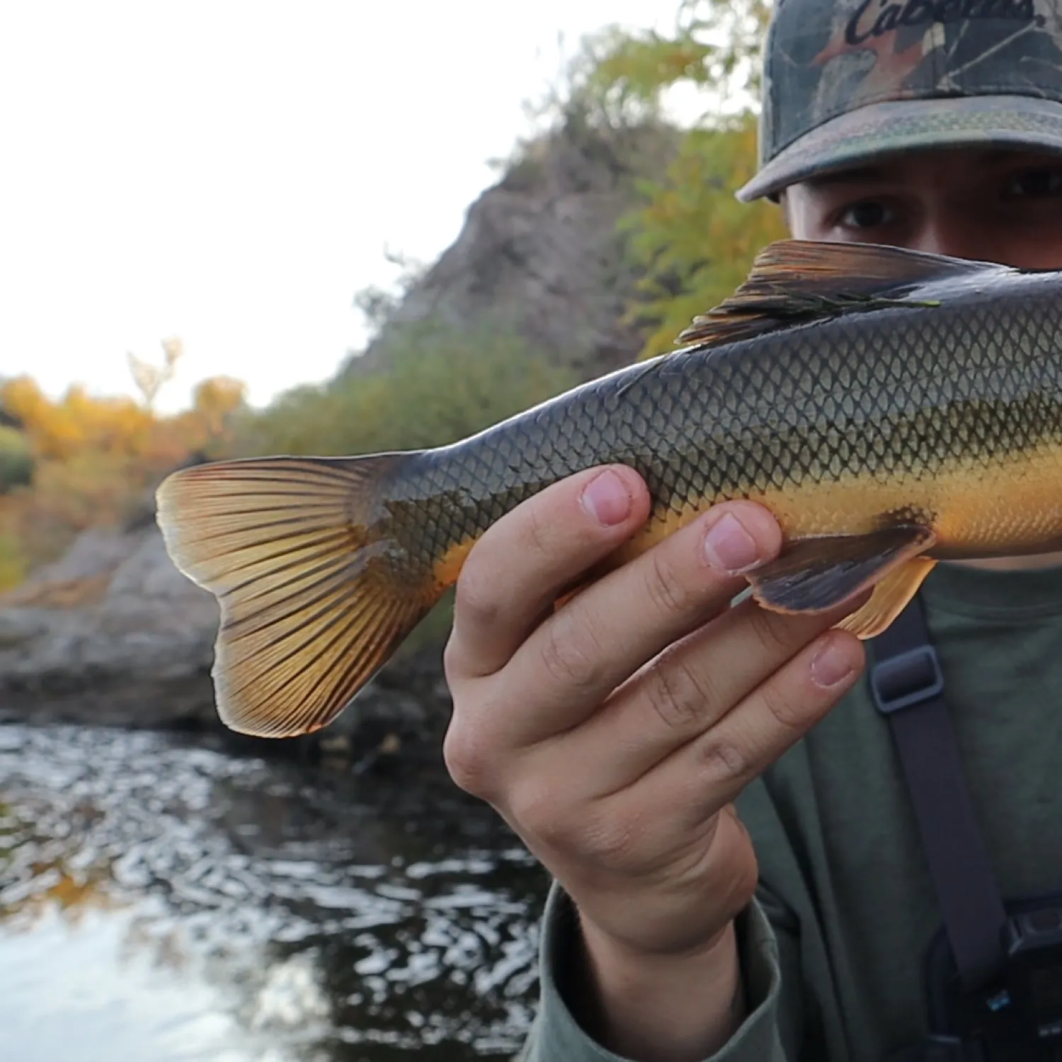 The most popular recent Sonora sucker catch on Fishbrain