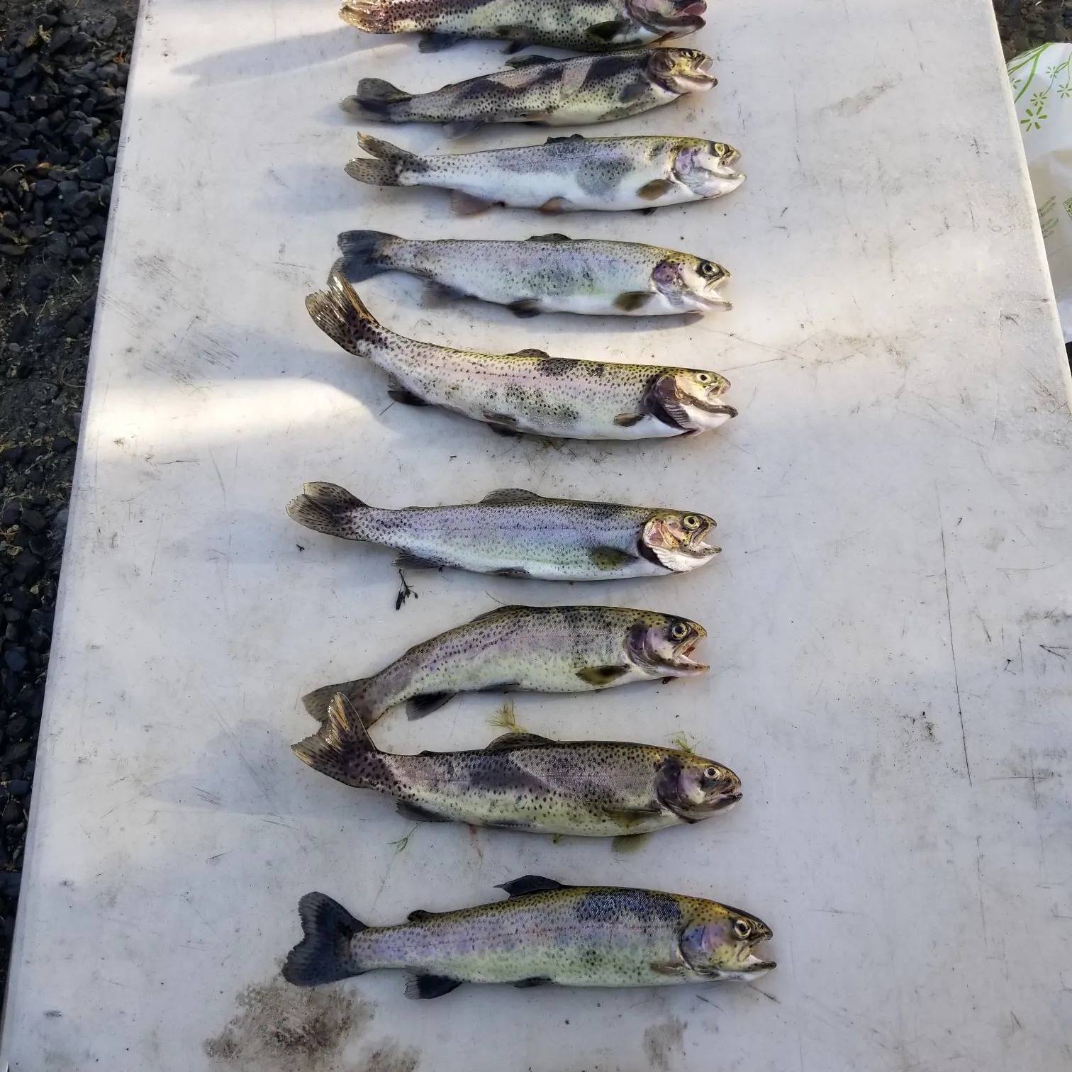 recently logged catches