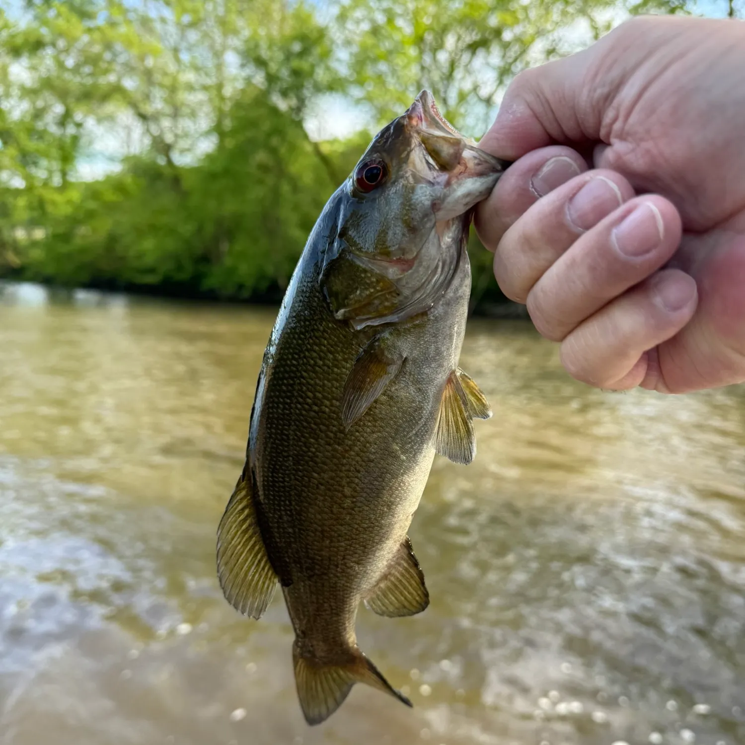 ᐅ Mahoning River fishing reports🎣• New Castle, PA (United States) fishing