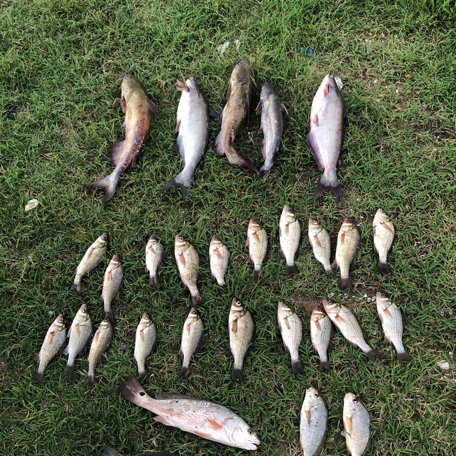 recently logged catches