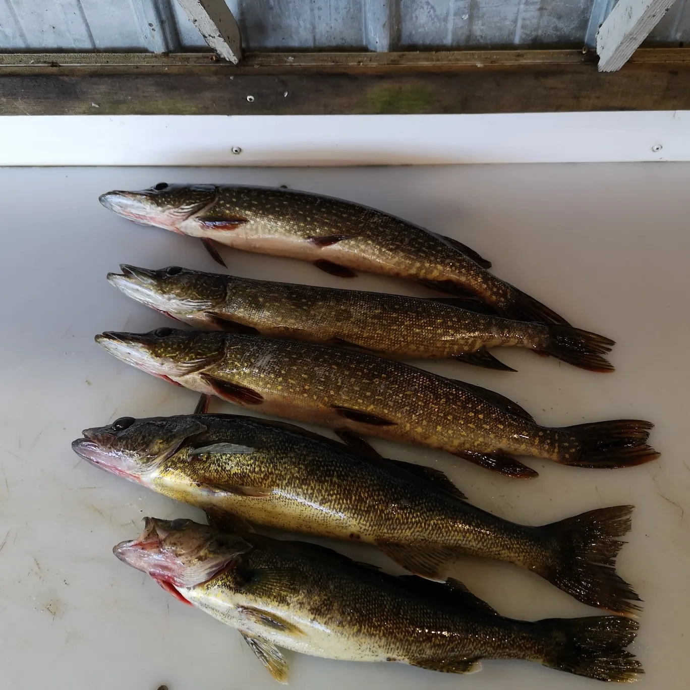 recently logged catches