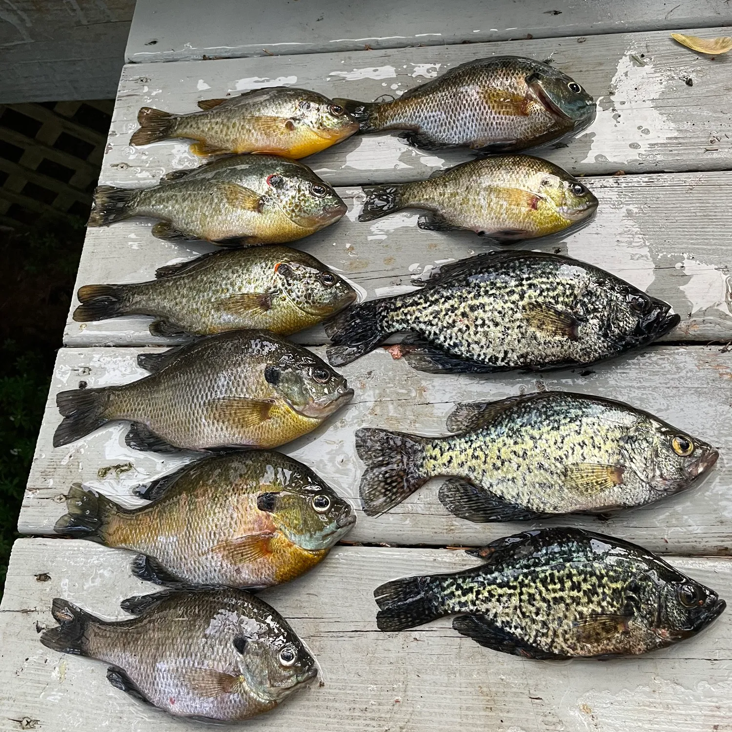 recently logged catches