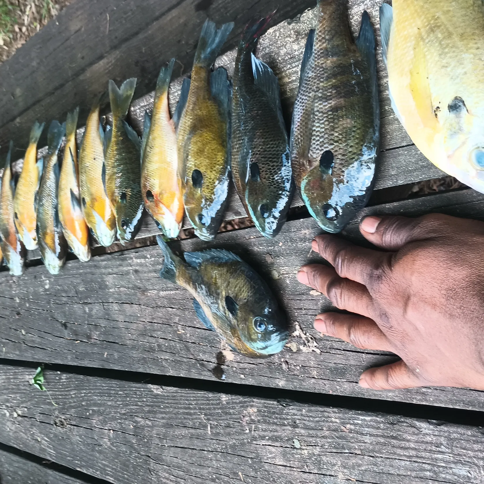 recently logged catches