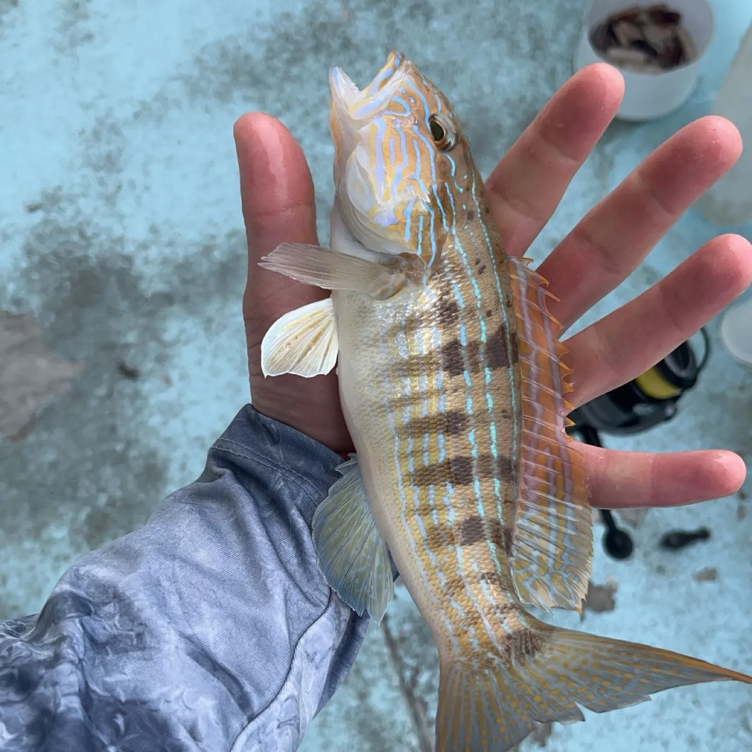 The most popular recent Sand perch catch on Fishbrain