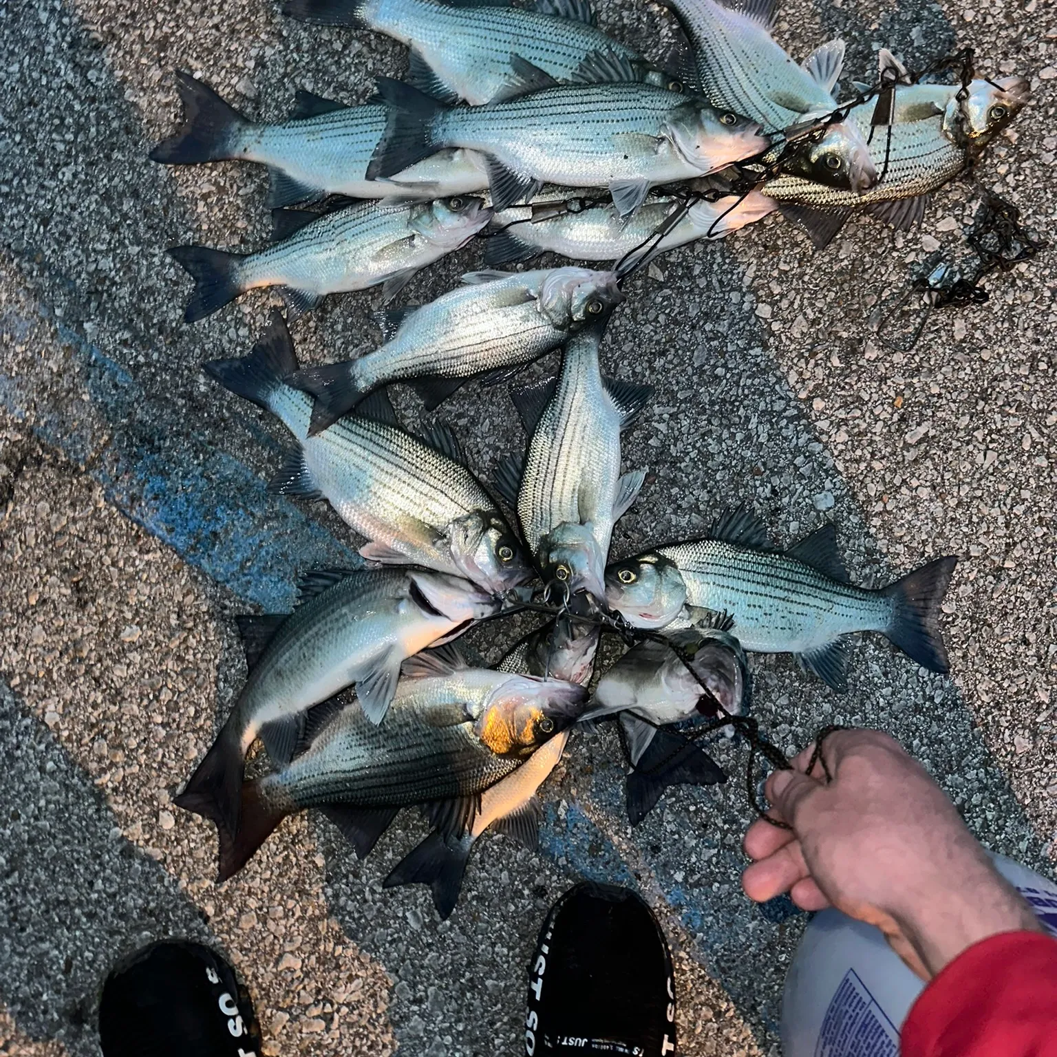 recently logged catches