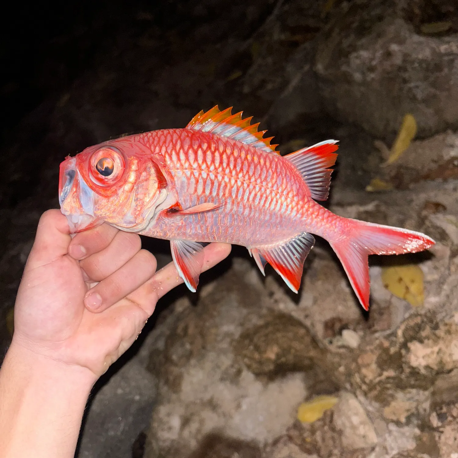 The most popular recent Brick soldierfish catch on Fishbrain