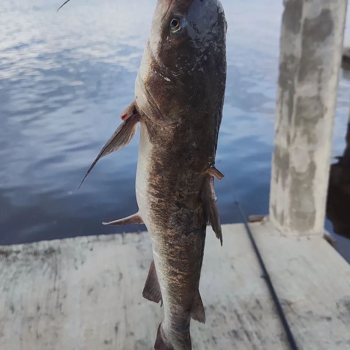 The most popular recent Gilded catfish catch on Fishbrain