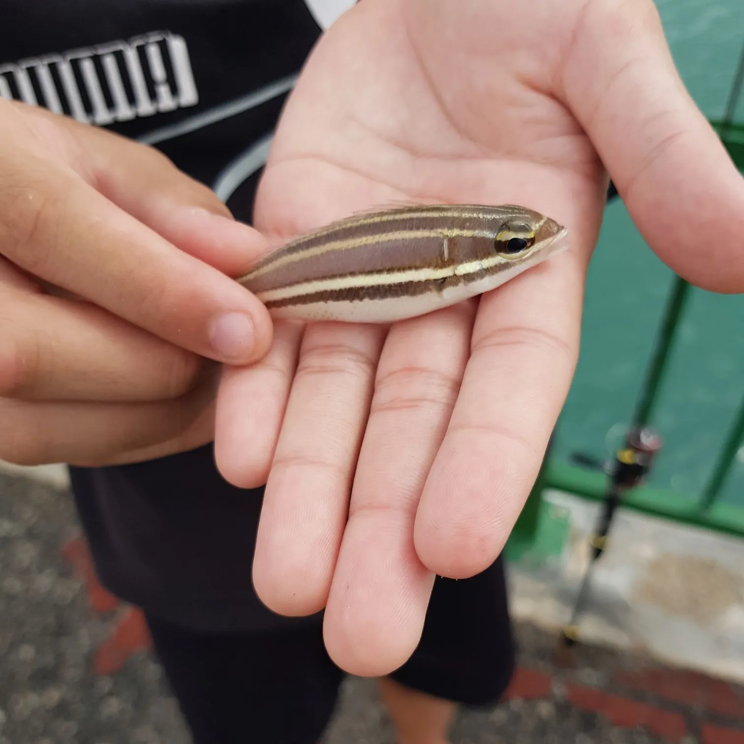 The most popular recent White-shouldered whiptail catch on Fishbrain