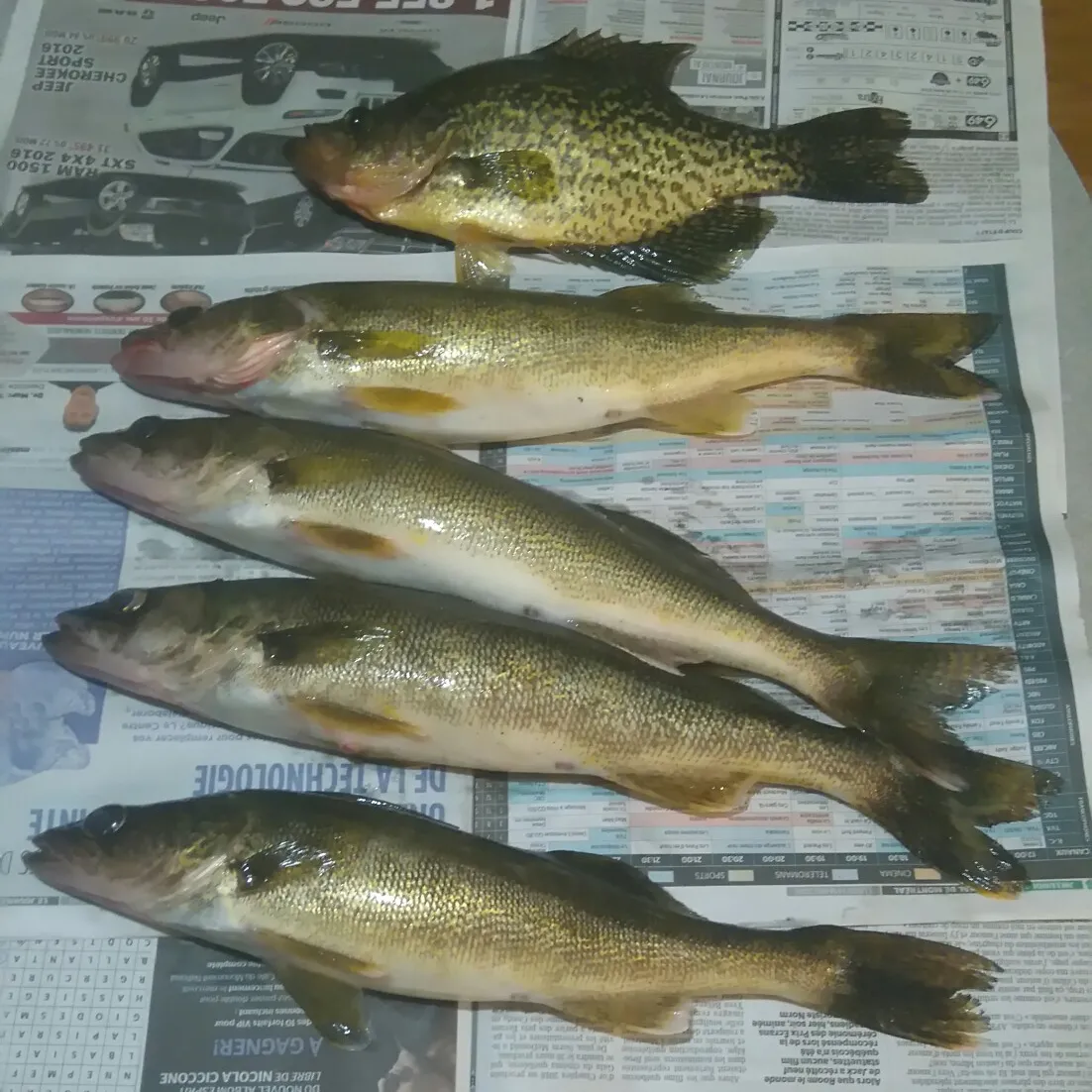 recently logged catches