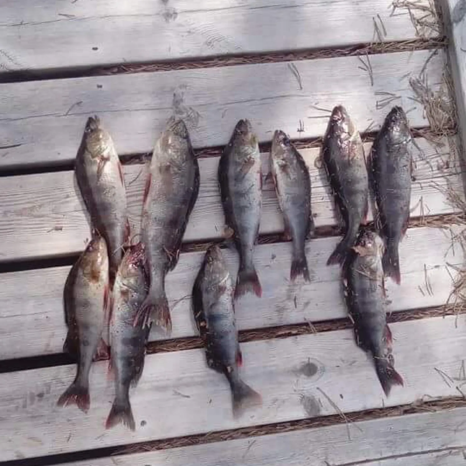 recently logged catches