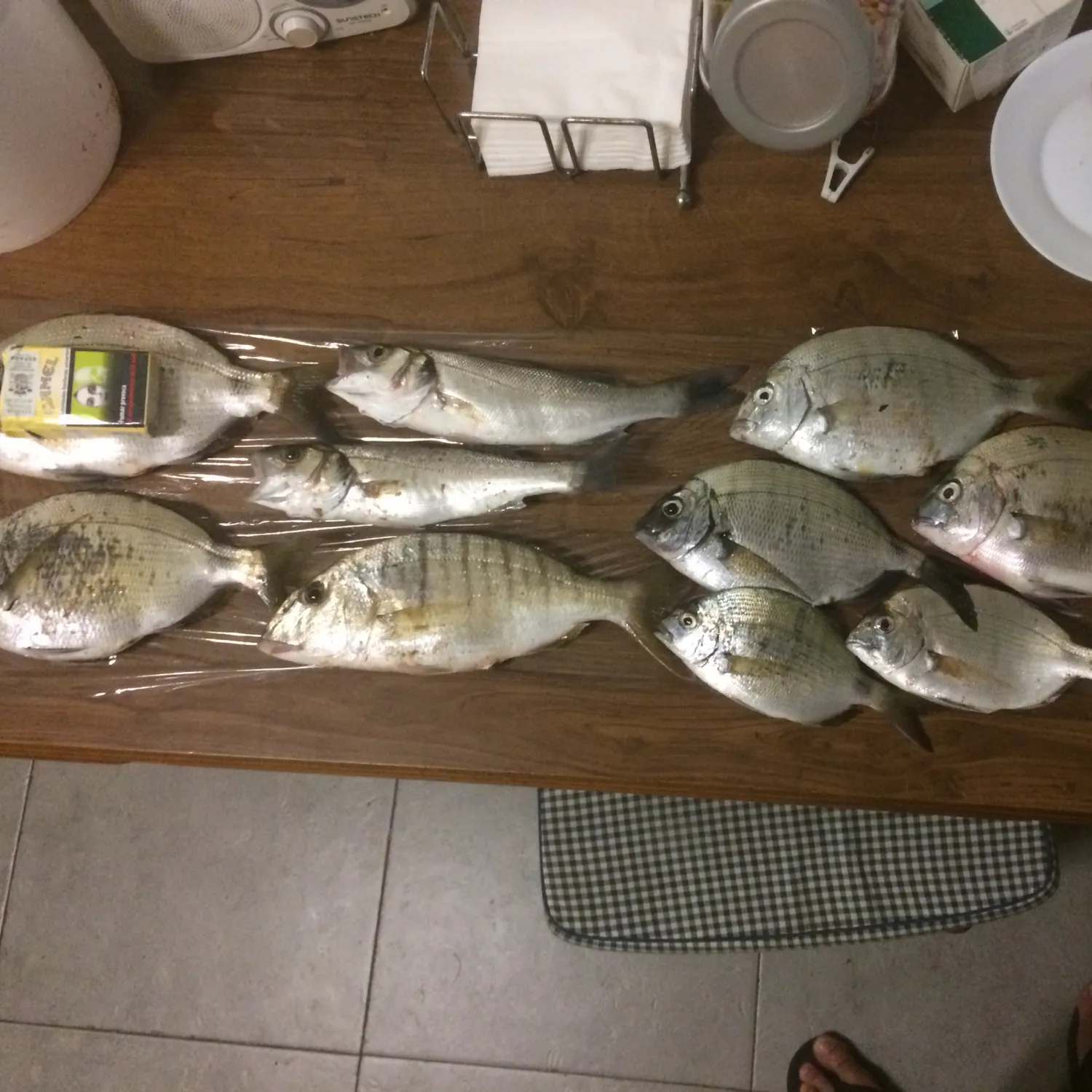 recently logged catches