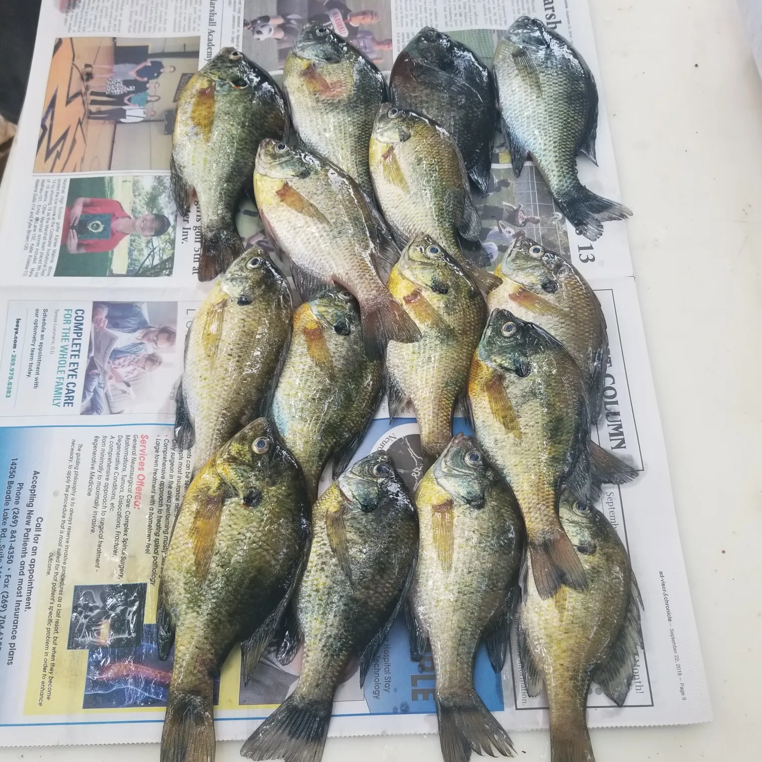 recently logged catches