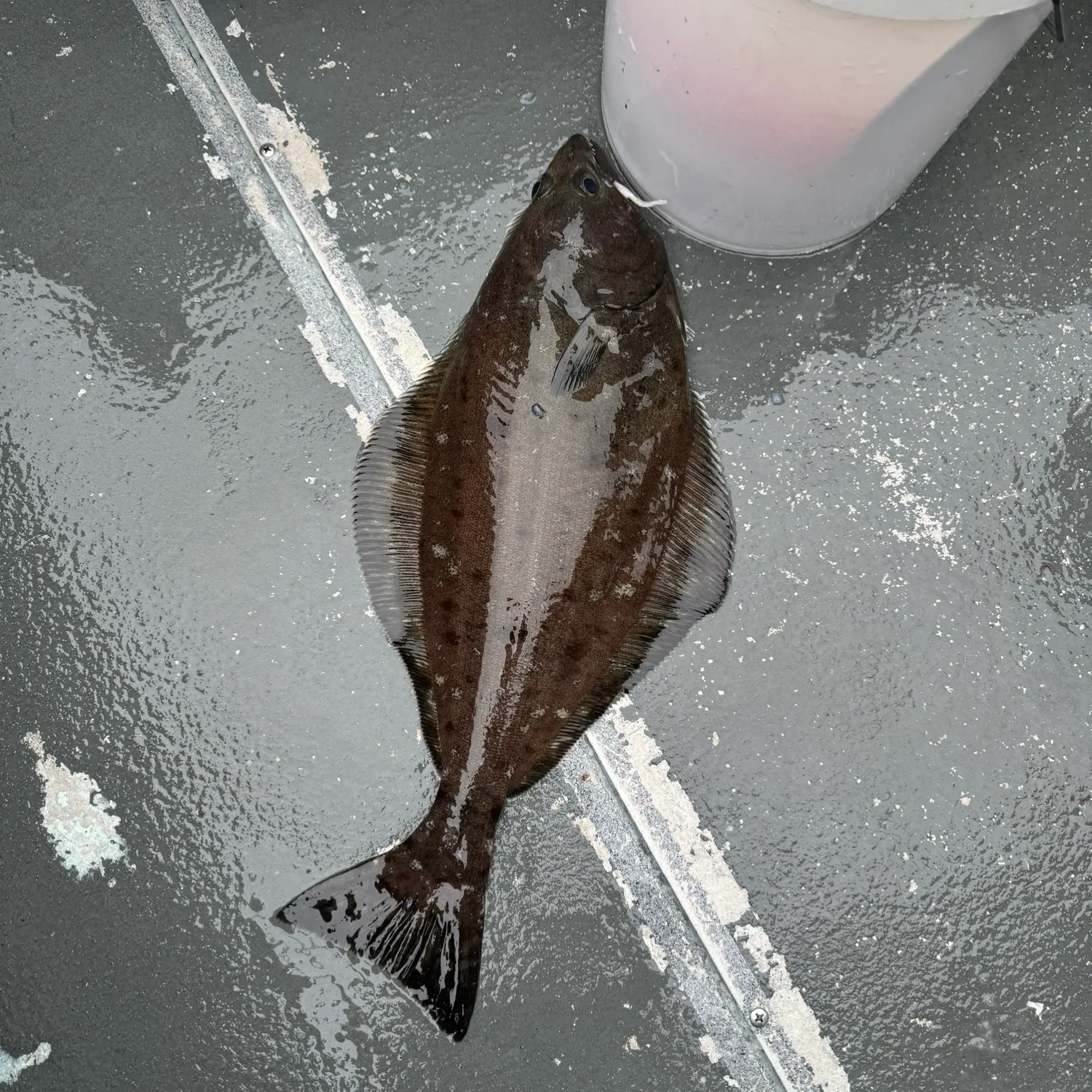 The most popular recent Arrowtooth flounder catch on Fishbrain