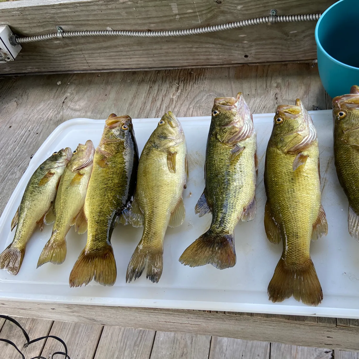 recently logged catches