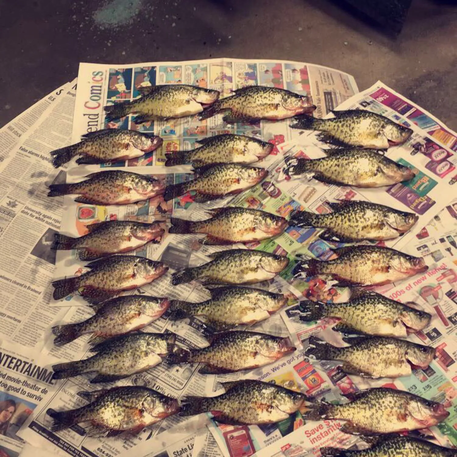 recently logged catches