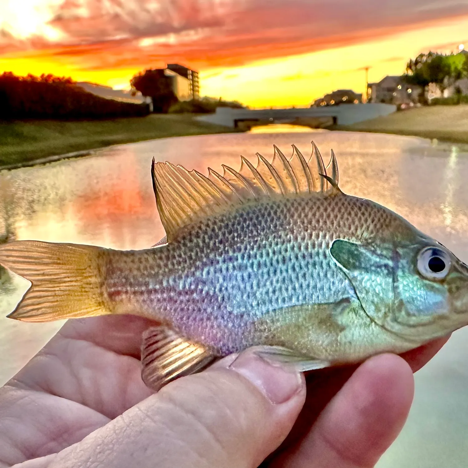 The most popular recent Longear sunfish catch on Fishbrain