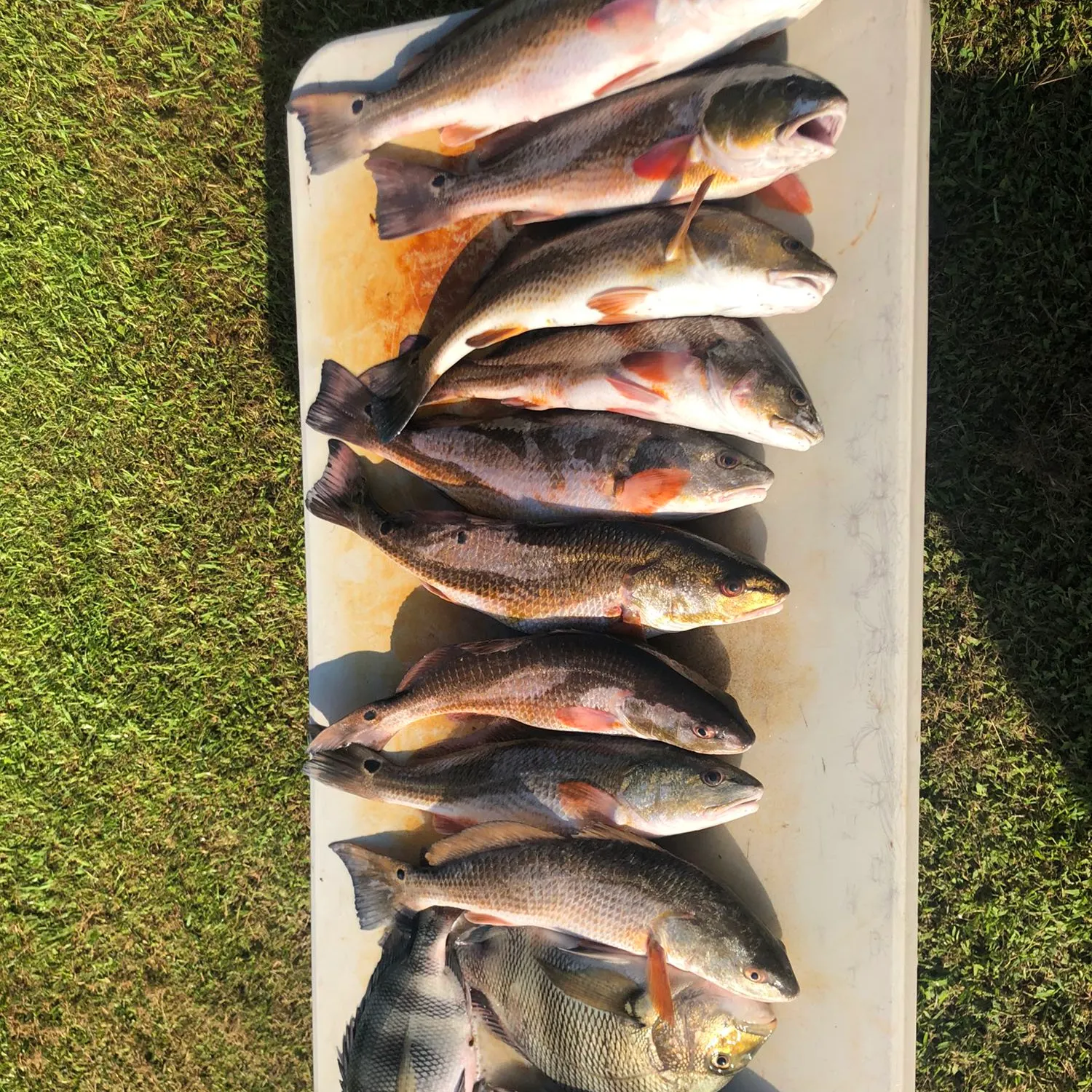 recently logged catches