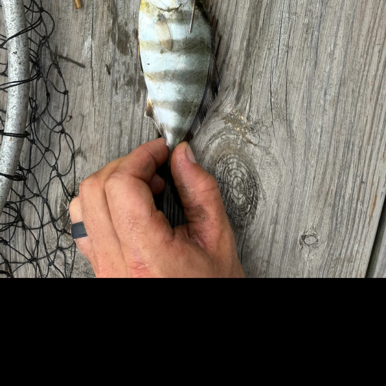 The most popular recent Banded Rudderfish catch on Fishbrain