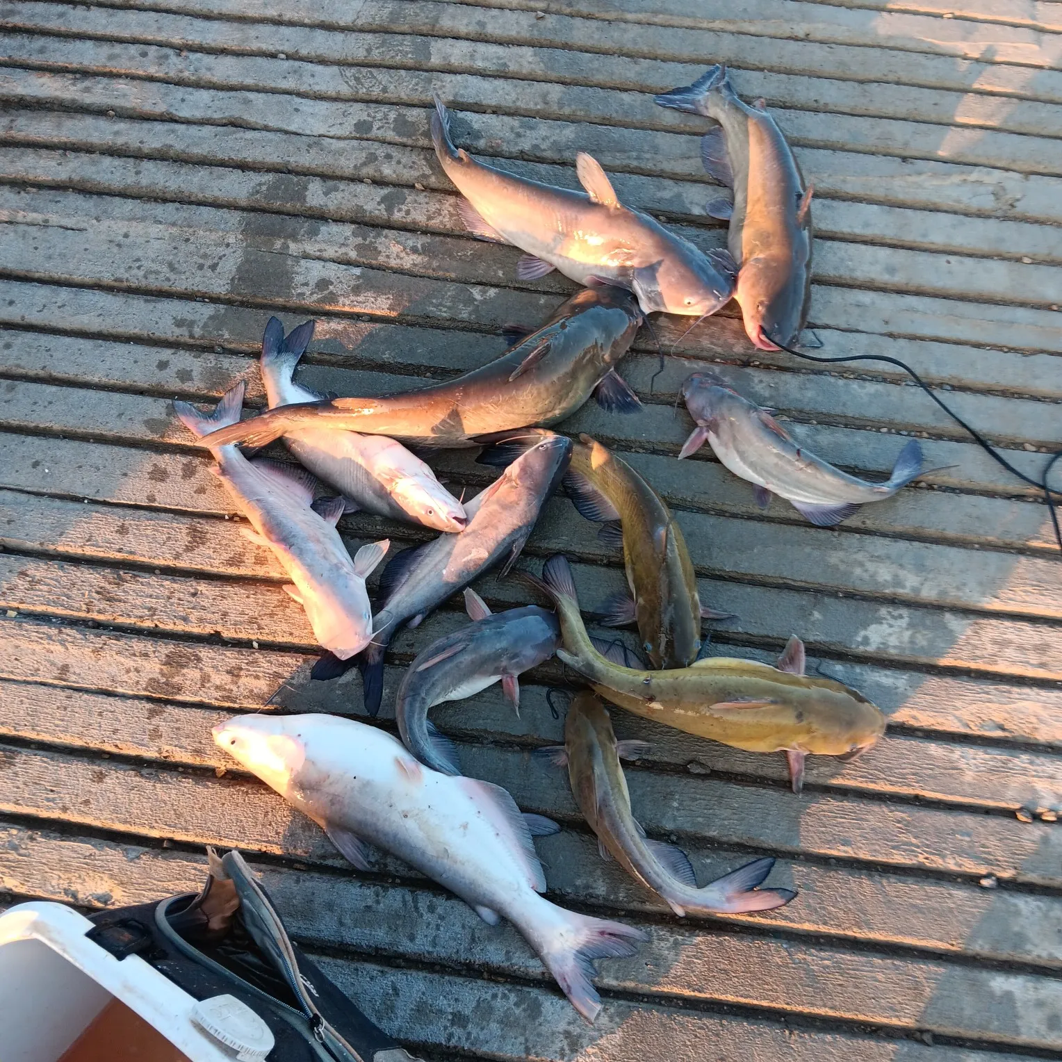 recently logged catches