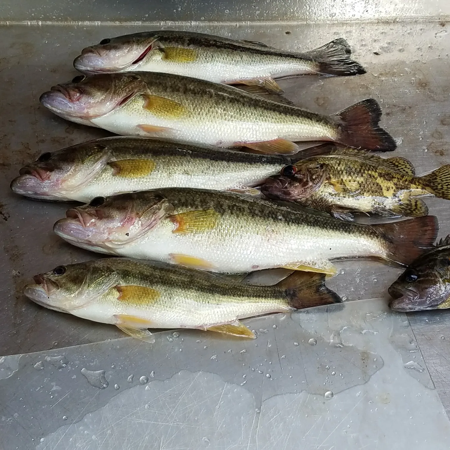 recently logged catches