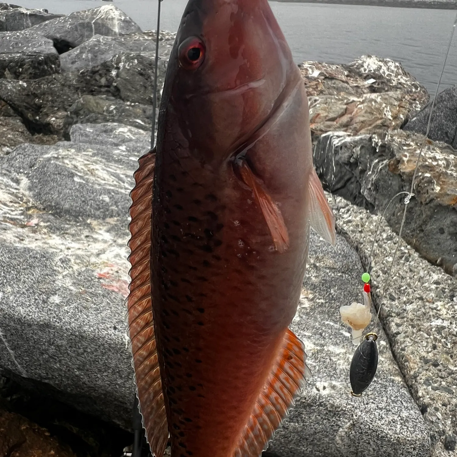 The most popular recent Rock wrasse catch on Fishbrain