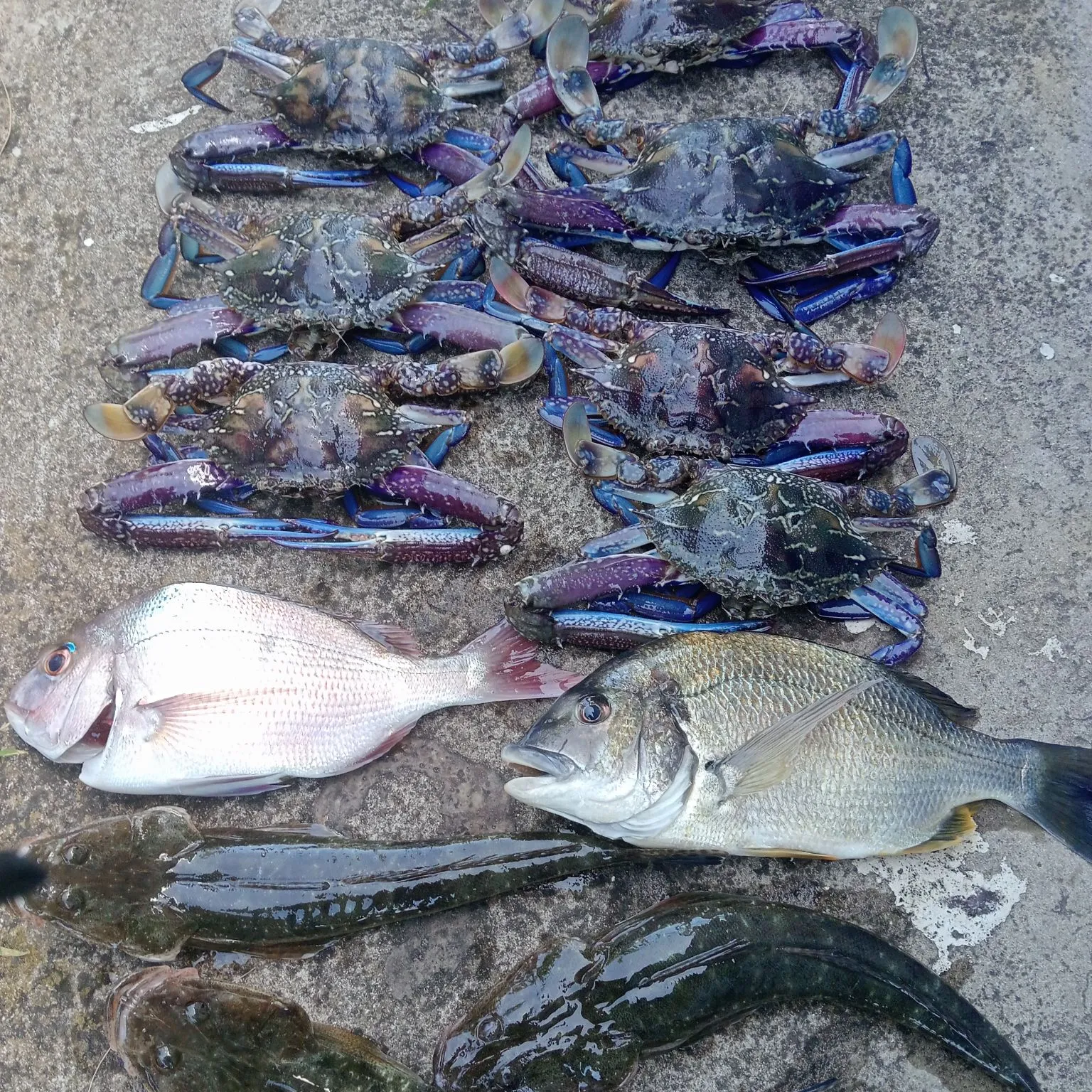 recently logged catches