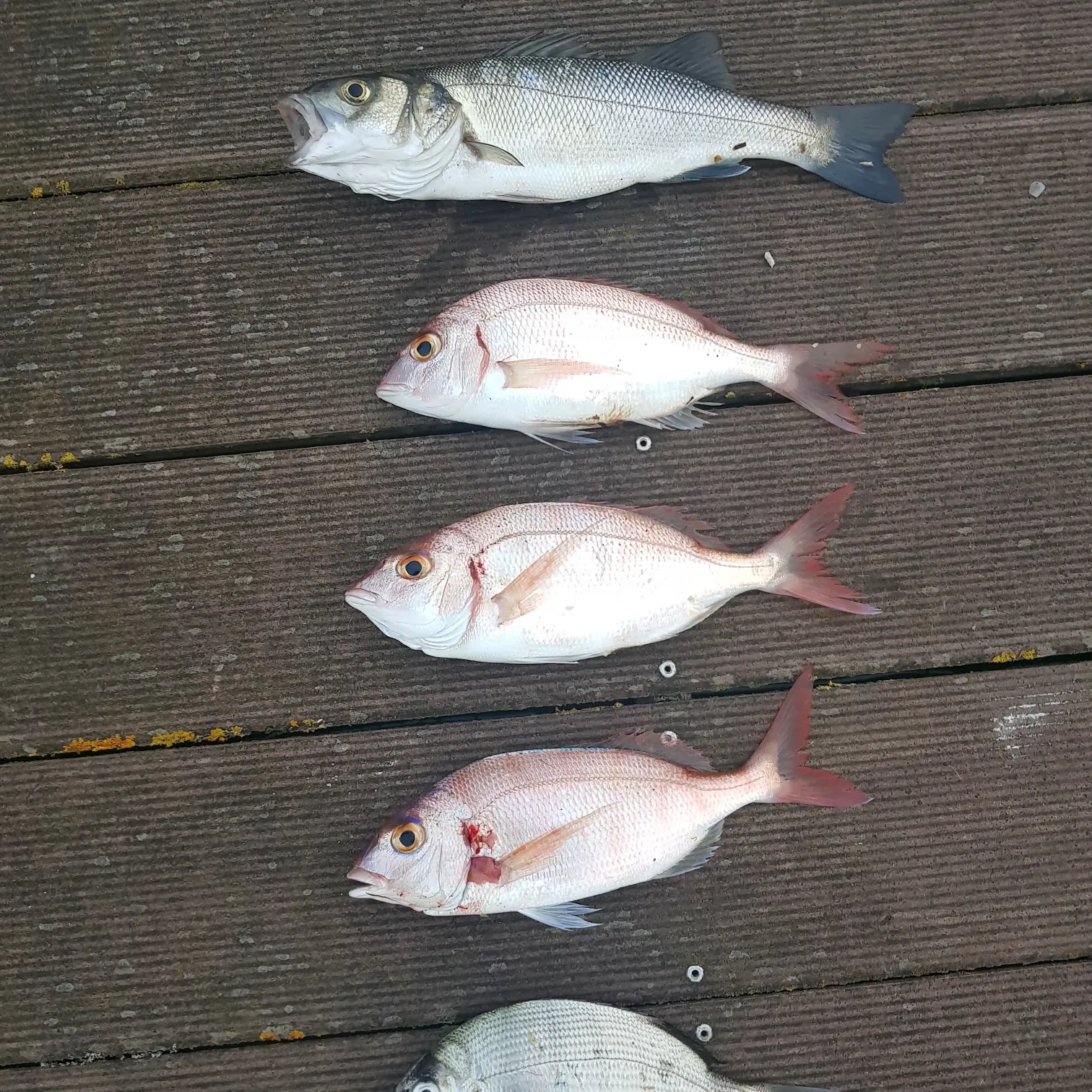 recently logged catches