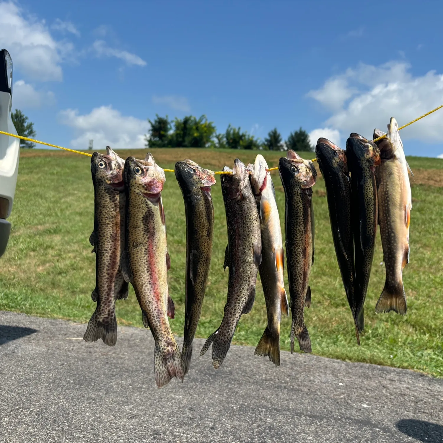 recently logged catches