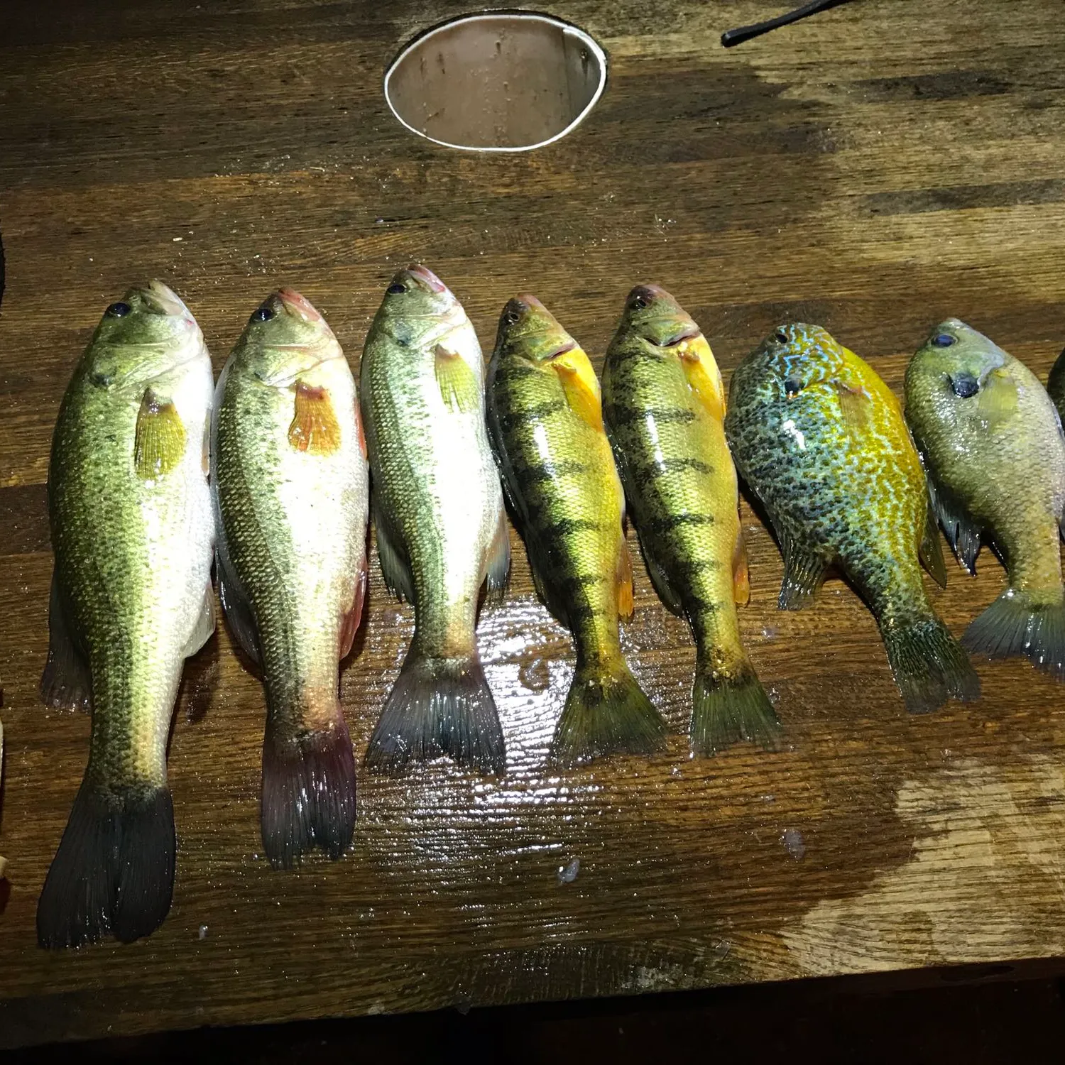 recently logged catches